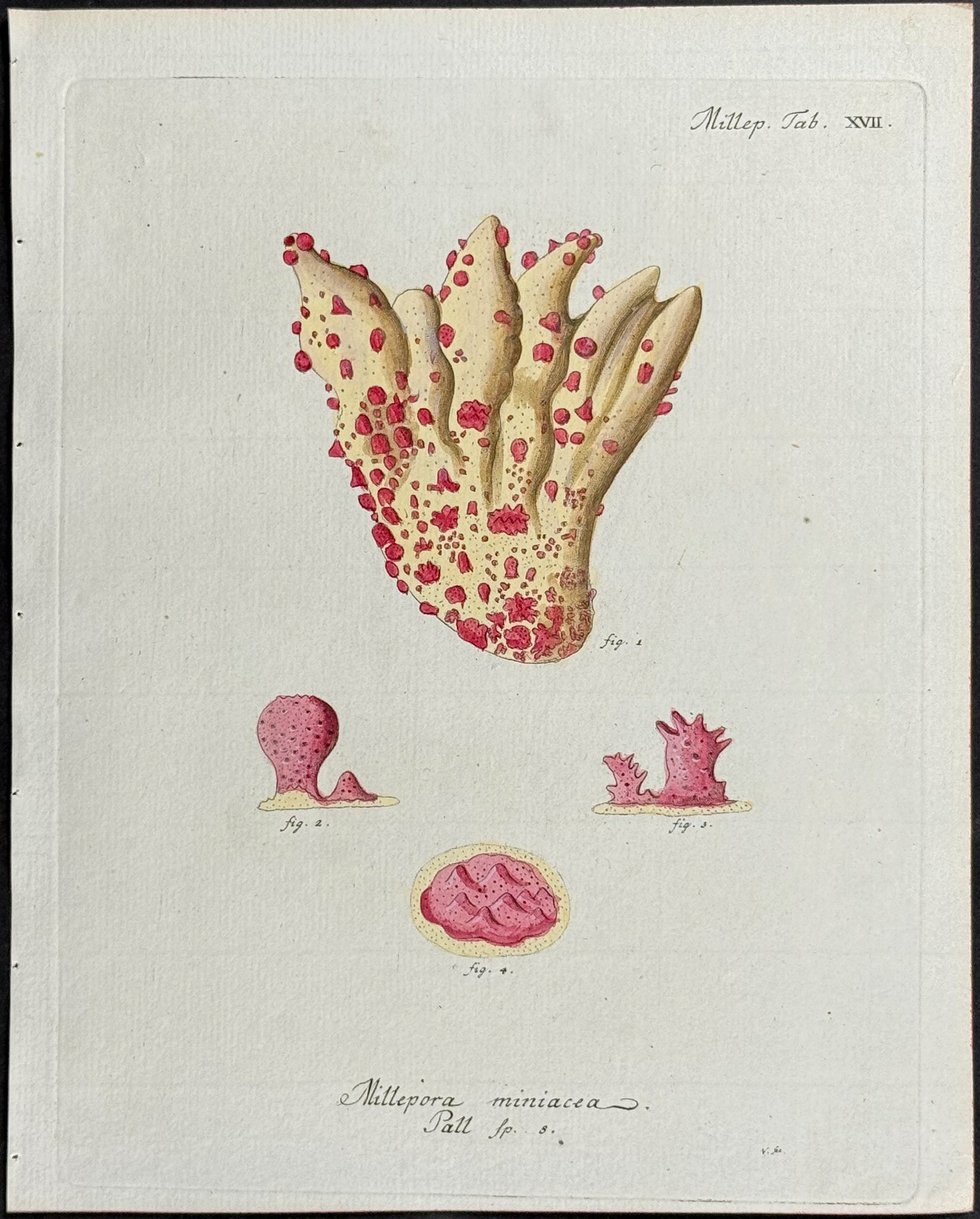 Millepora - Coral or Sea Life