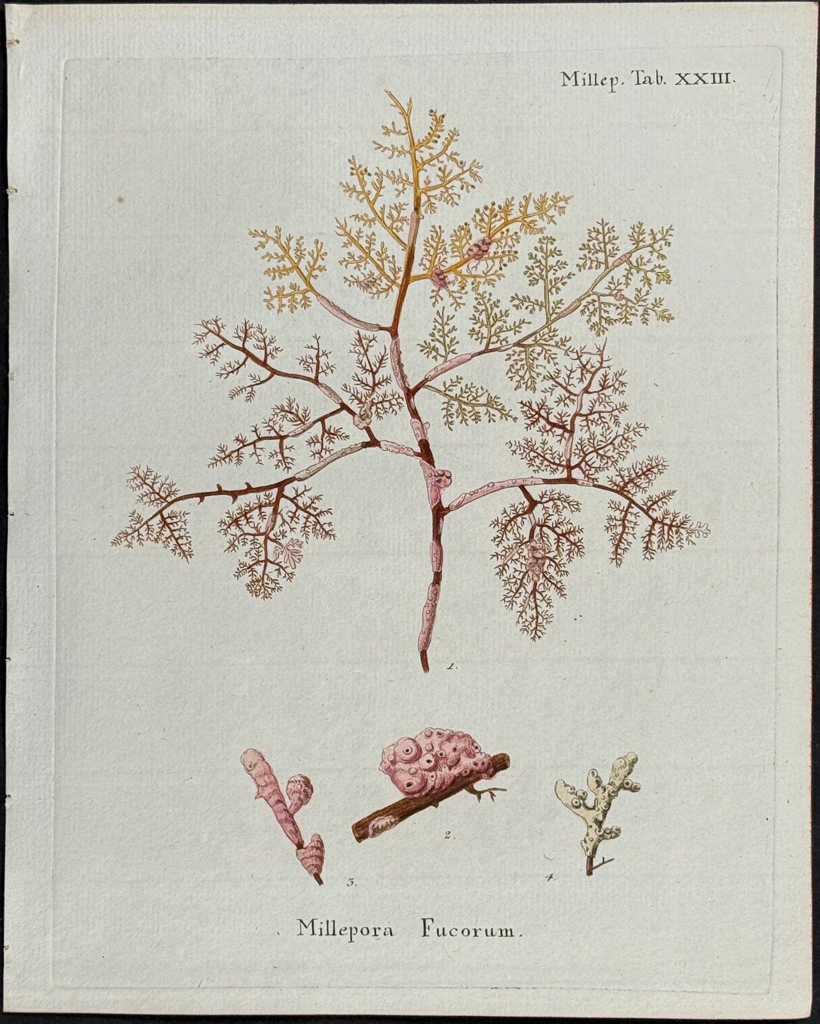 Millepora - Coral or Sea Life