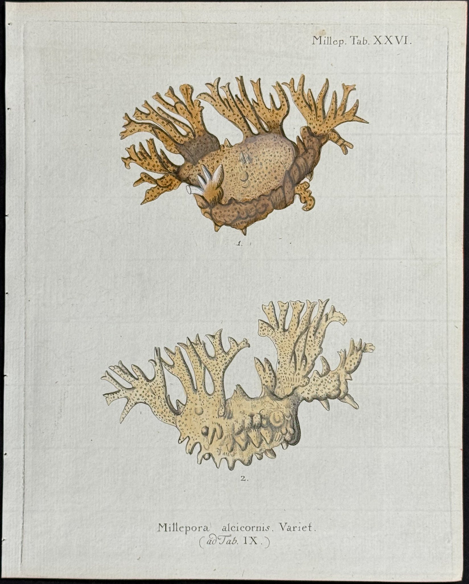 Millepora - Coral or Sea Life