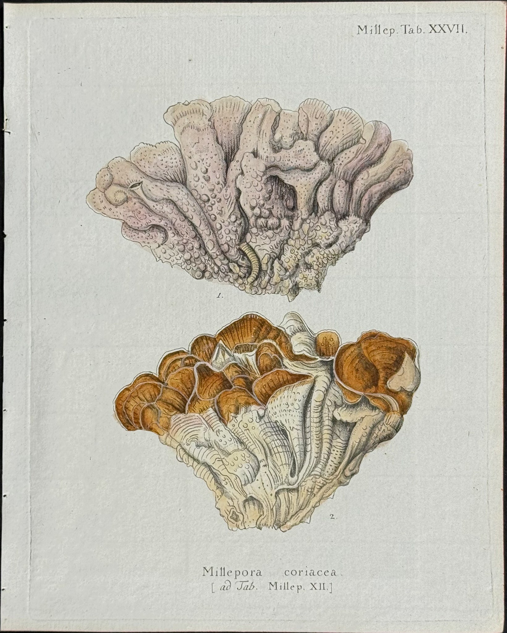 Millepora - Coral or Sea Life