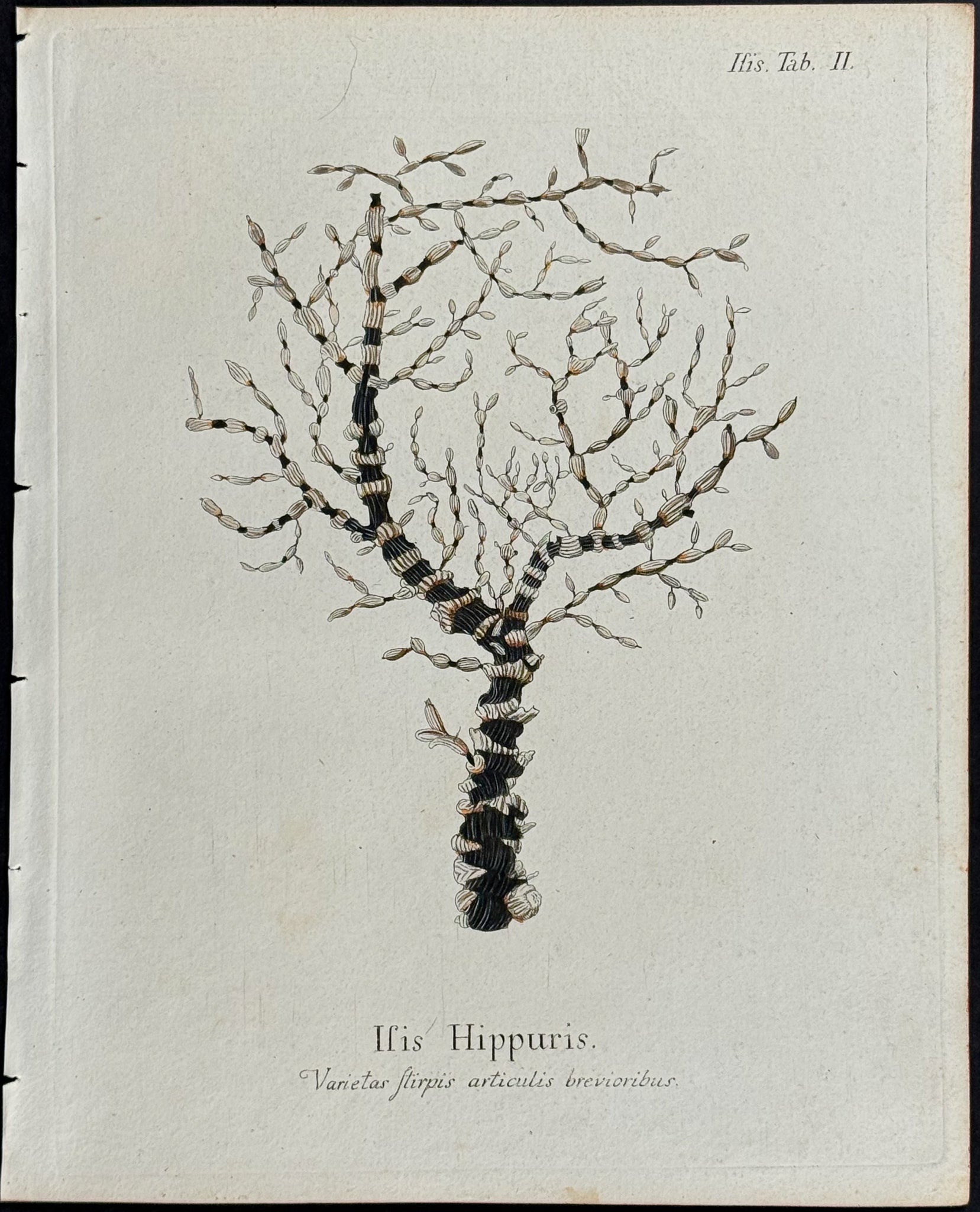 Isis - Sea Fan or Sea Life