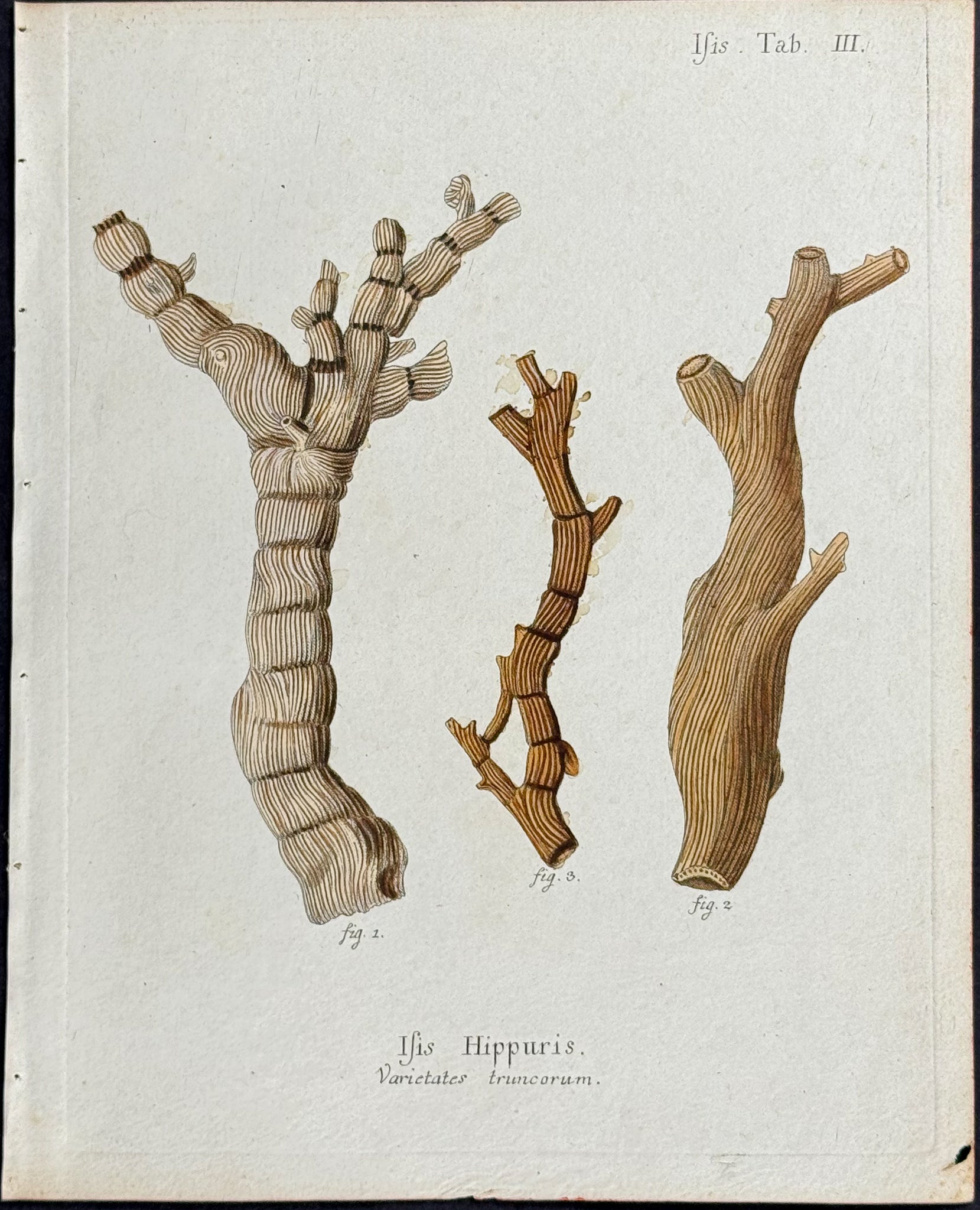 Isis - Sea Fan or Sea Life