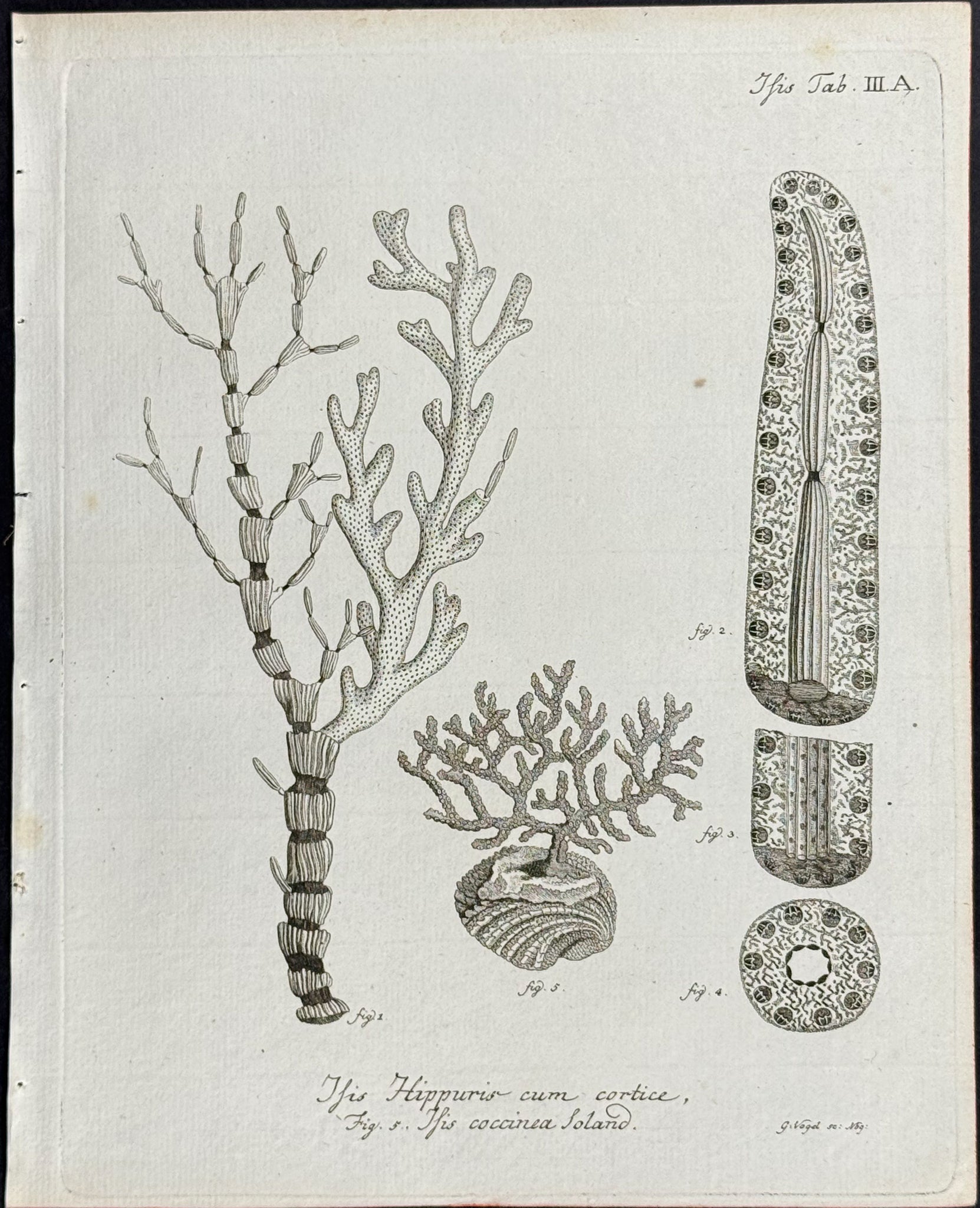 Isis - Sea Fan or Sea Life