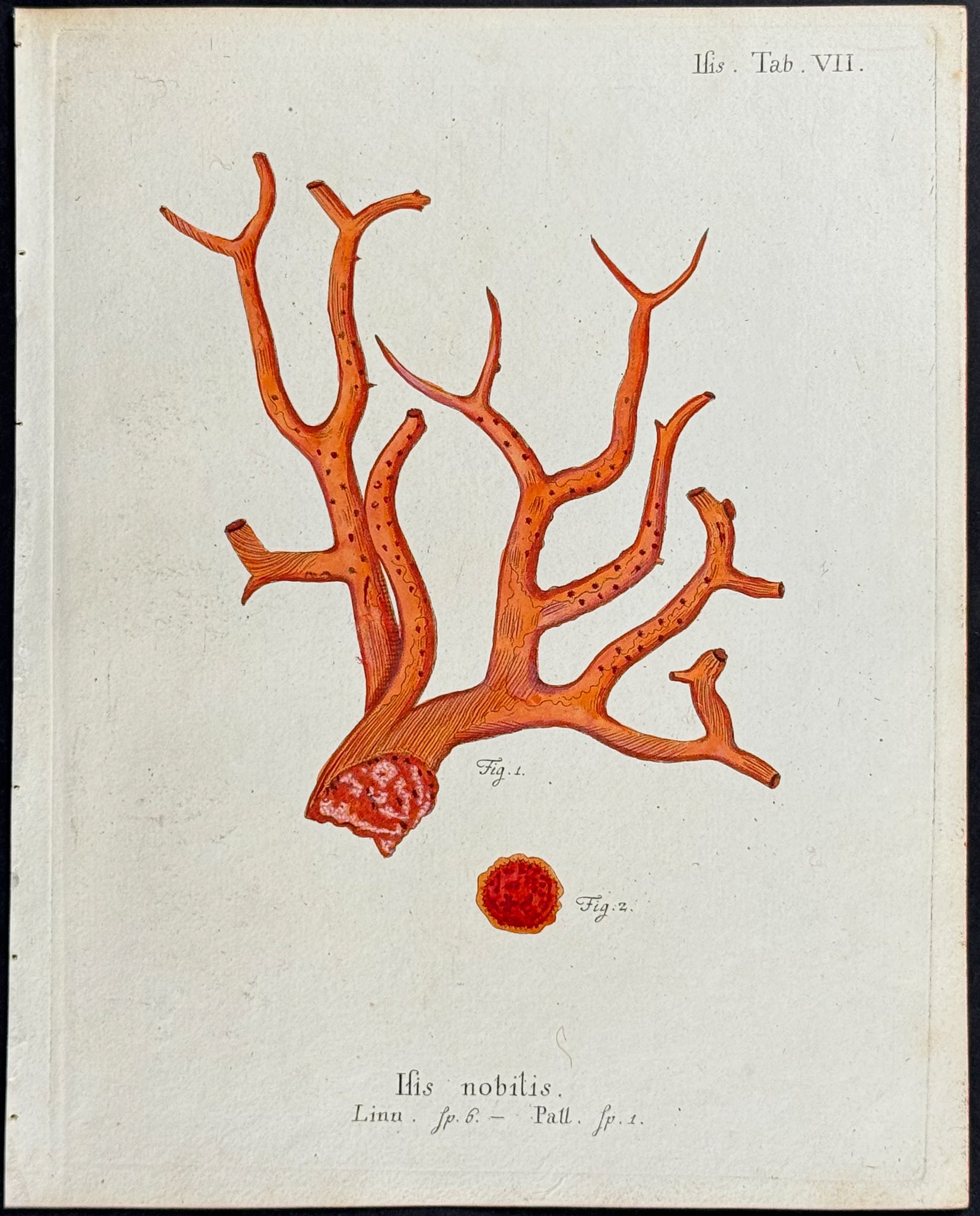 Isis - Sea Fan or Sea Life