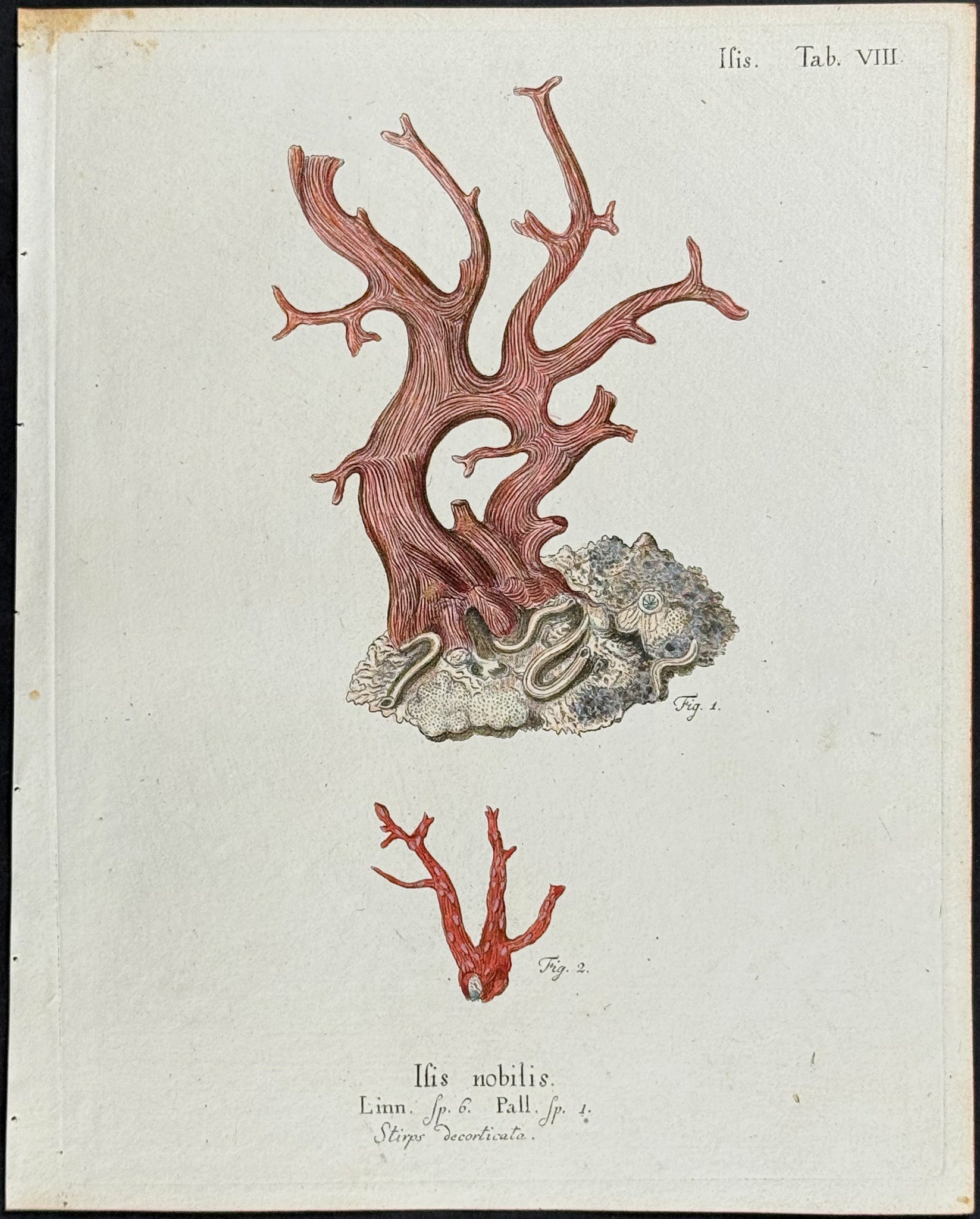 Isis - Sea Fan or Sea Life