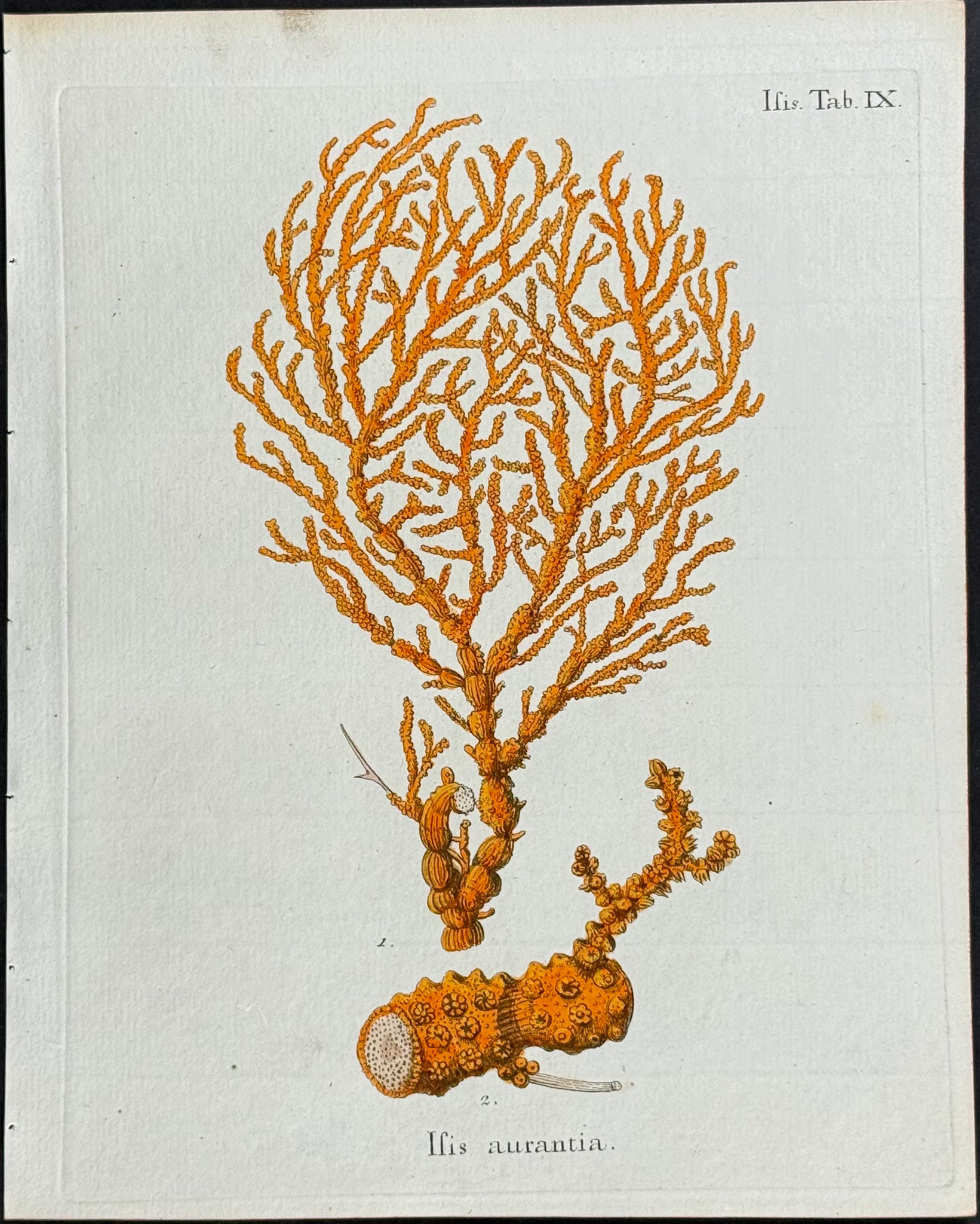 Isis - Sea Fan or Sea Life