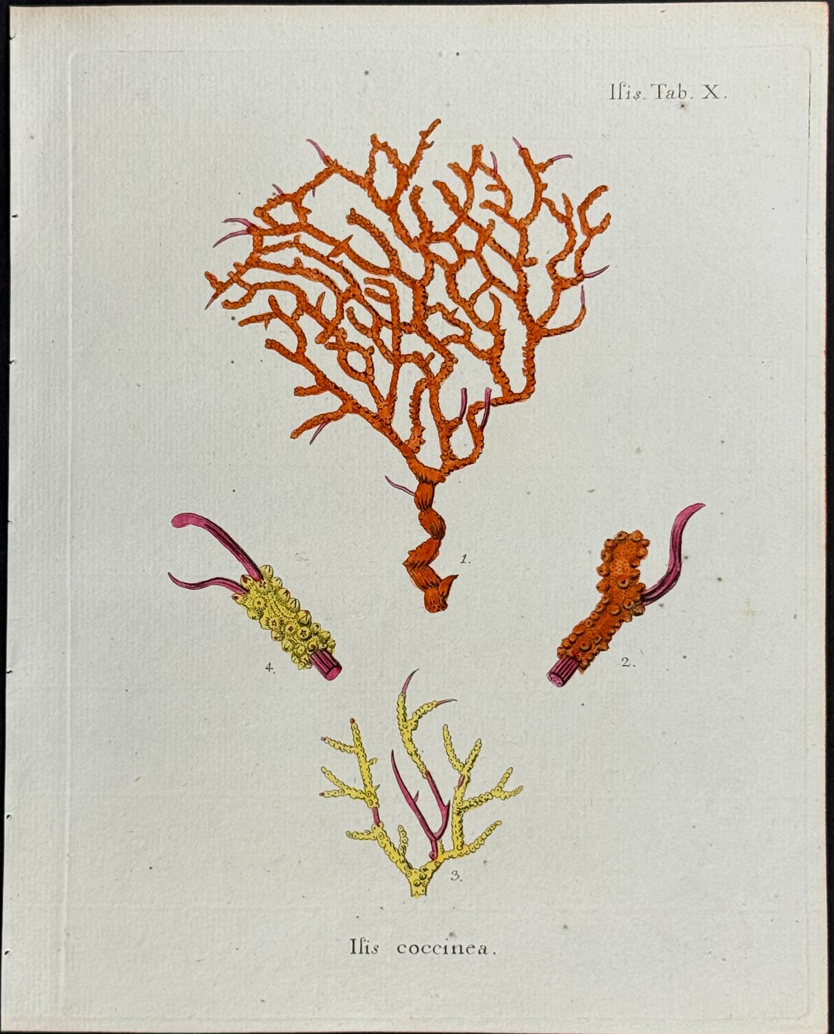 Isis - Sea Fan or Sea Life