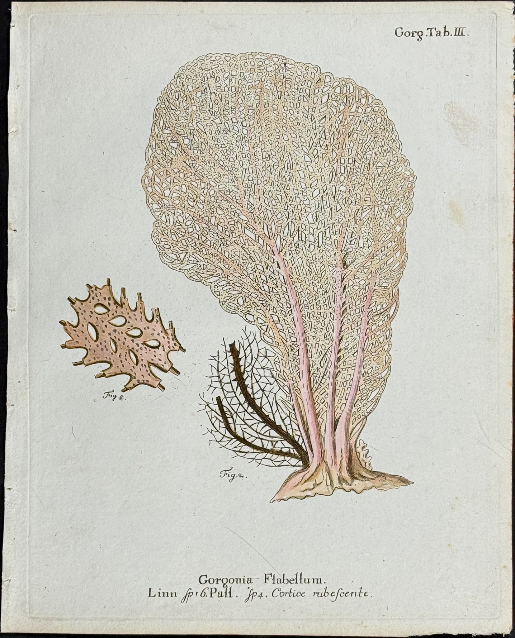 Gorgonia - Sea Fan or Coral or Sea Life