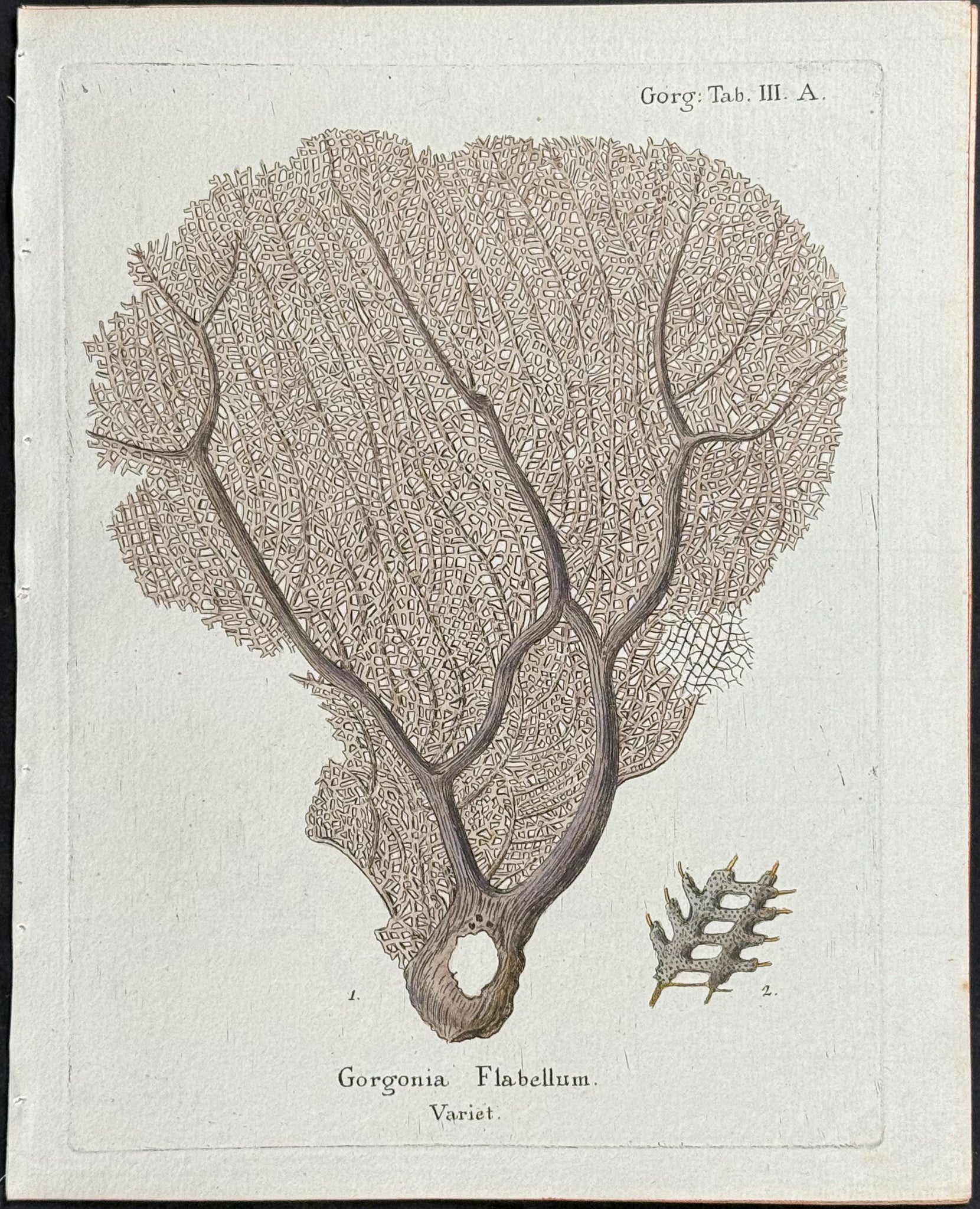 Gorgonia - Sea Fan or Coral or Sea Life