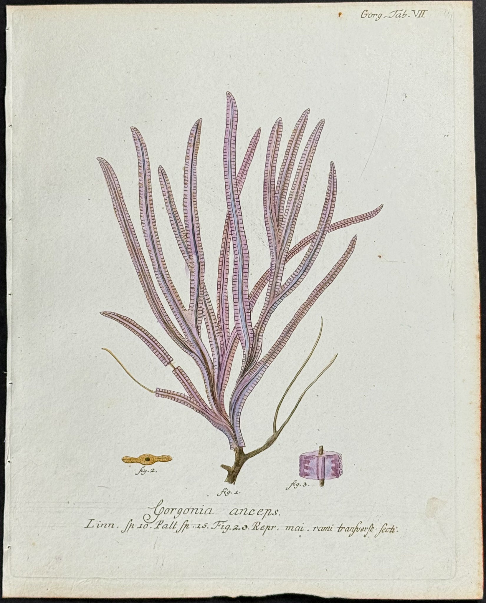 Gorgonia - Sea Fan or Coral or Sea Life