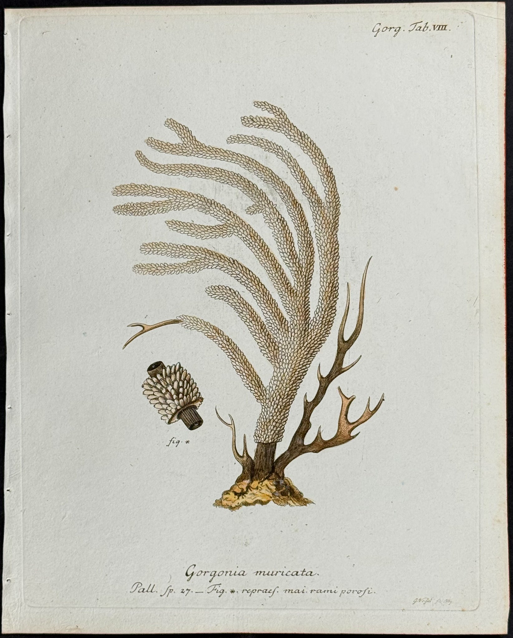 Gorgonia - Sea Fan or Coral or Sea Life