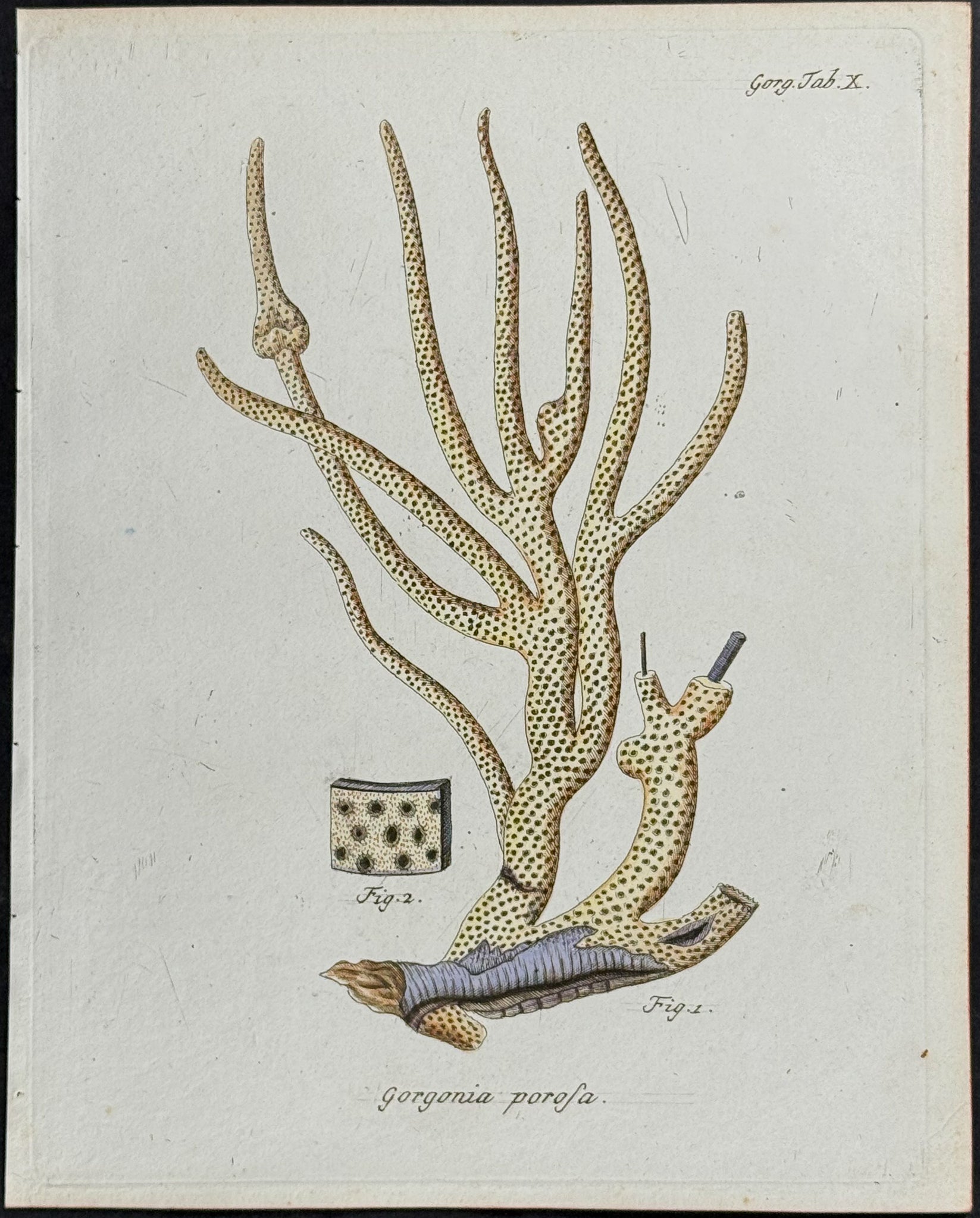 Gorgonia - Sea Fan or Coral or Sea Life