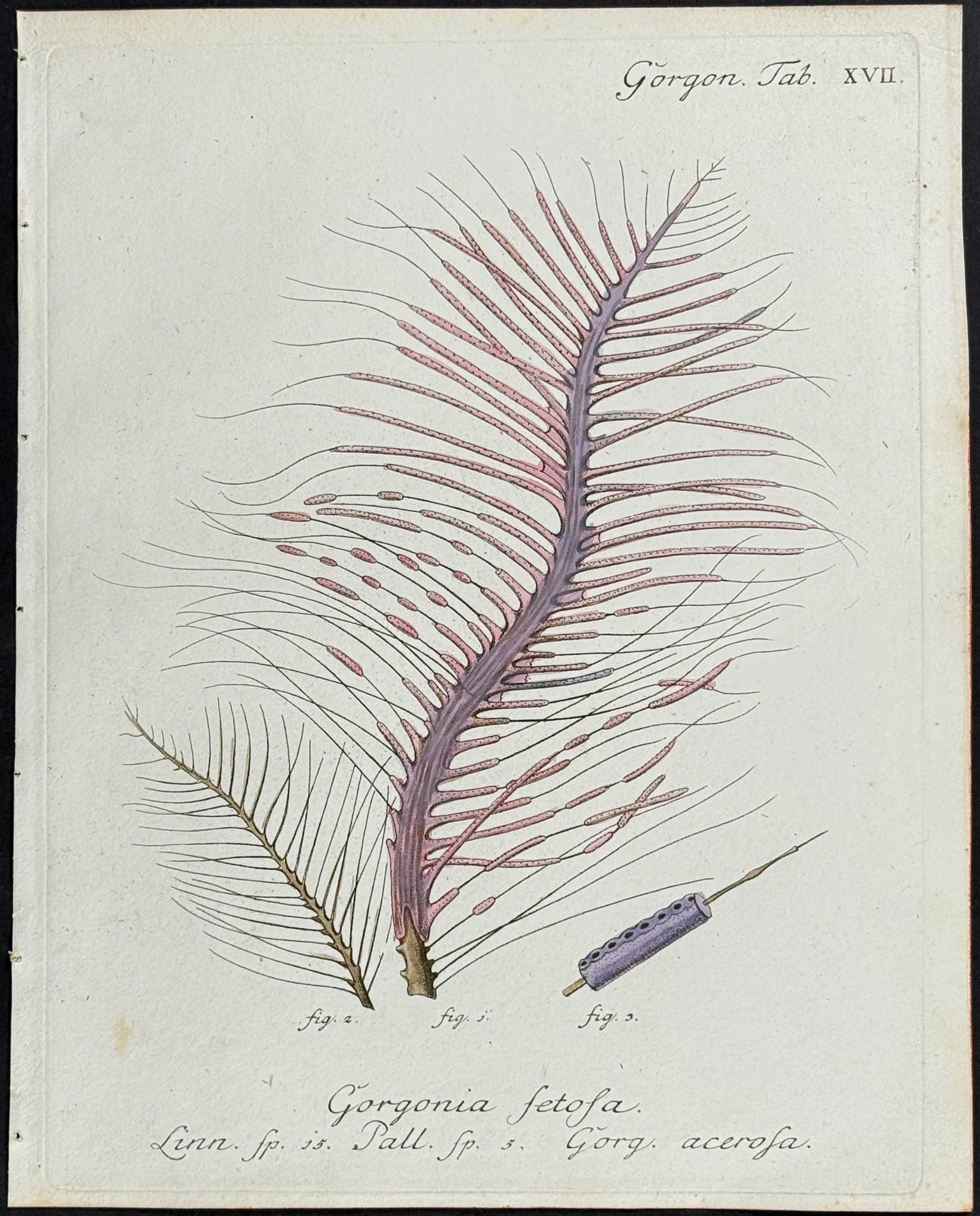 Gorgonia - Sea Fan or Coral or Sea Life
