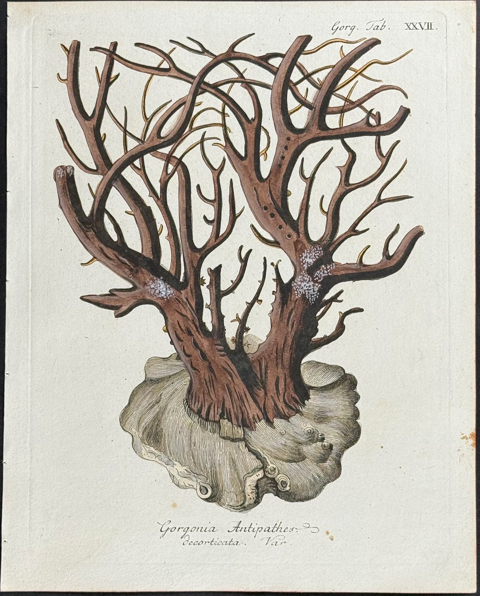 Gorgonia - Sea Fan or Coral or Sea Life