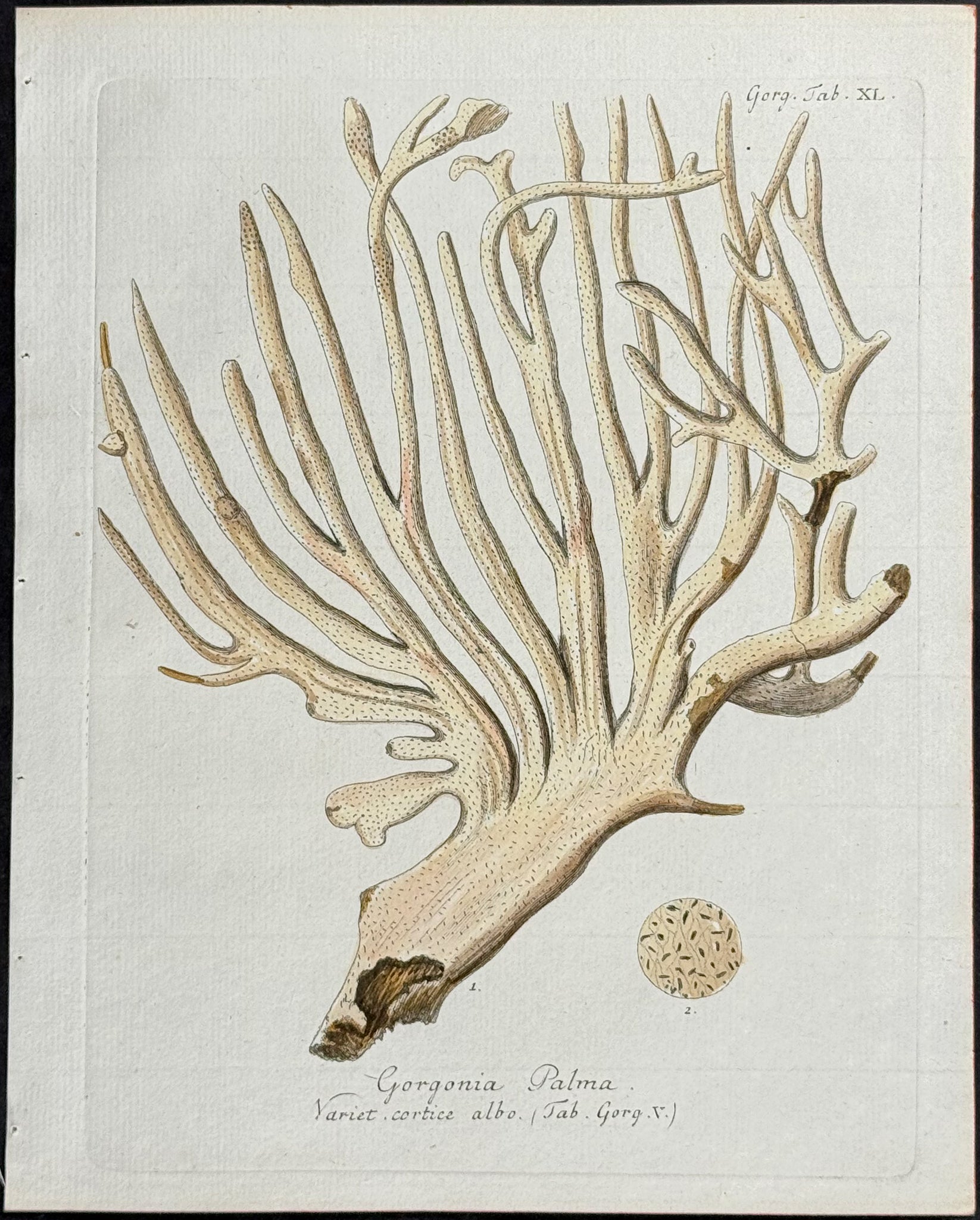 Gorgonia - Sea Fan or Coral or Sea Life