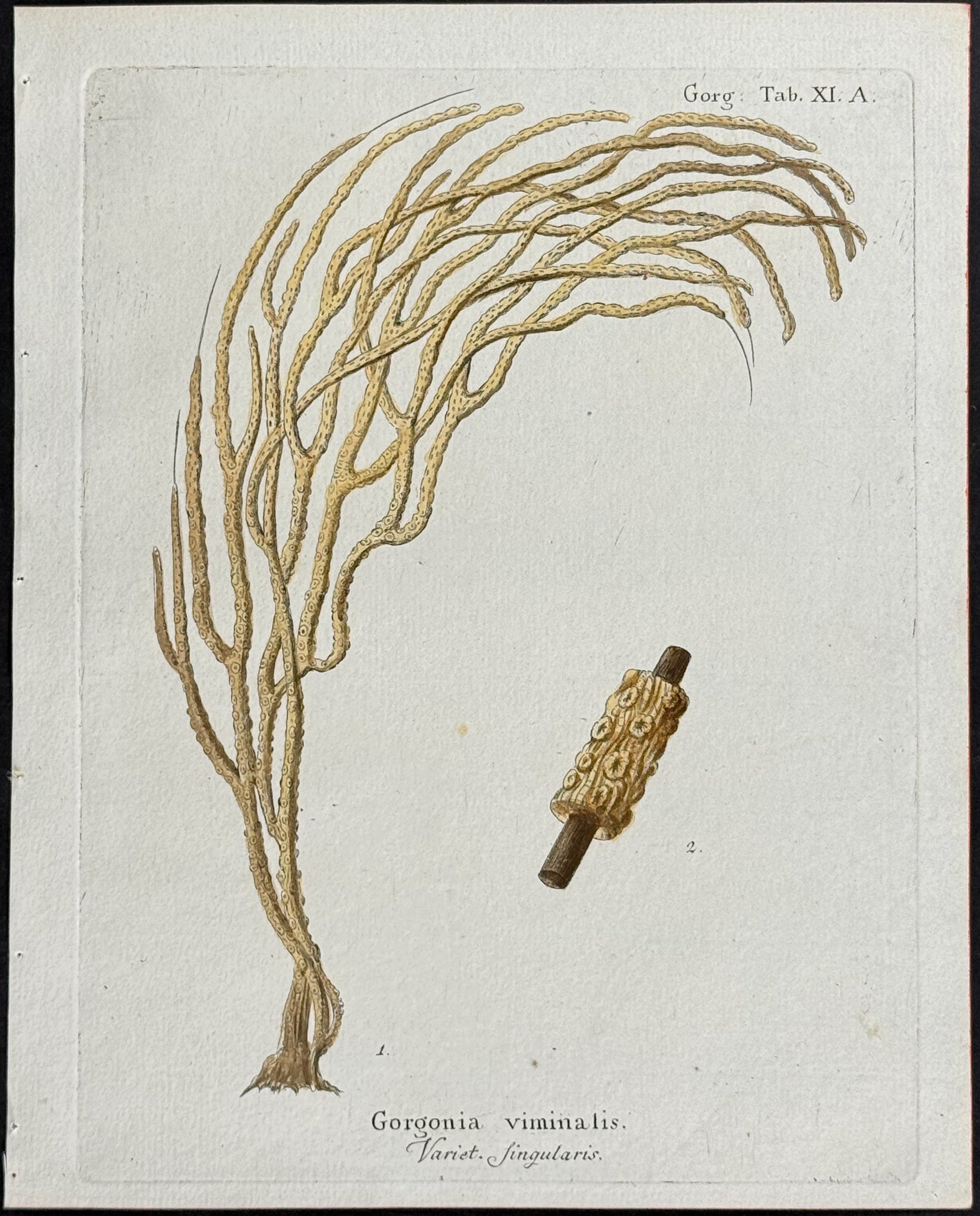 Gorgonia - Sea Fan or Coral or Sea Life