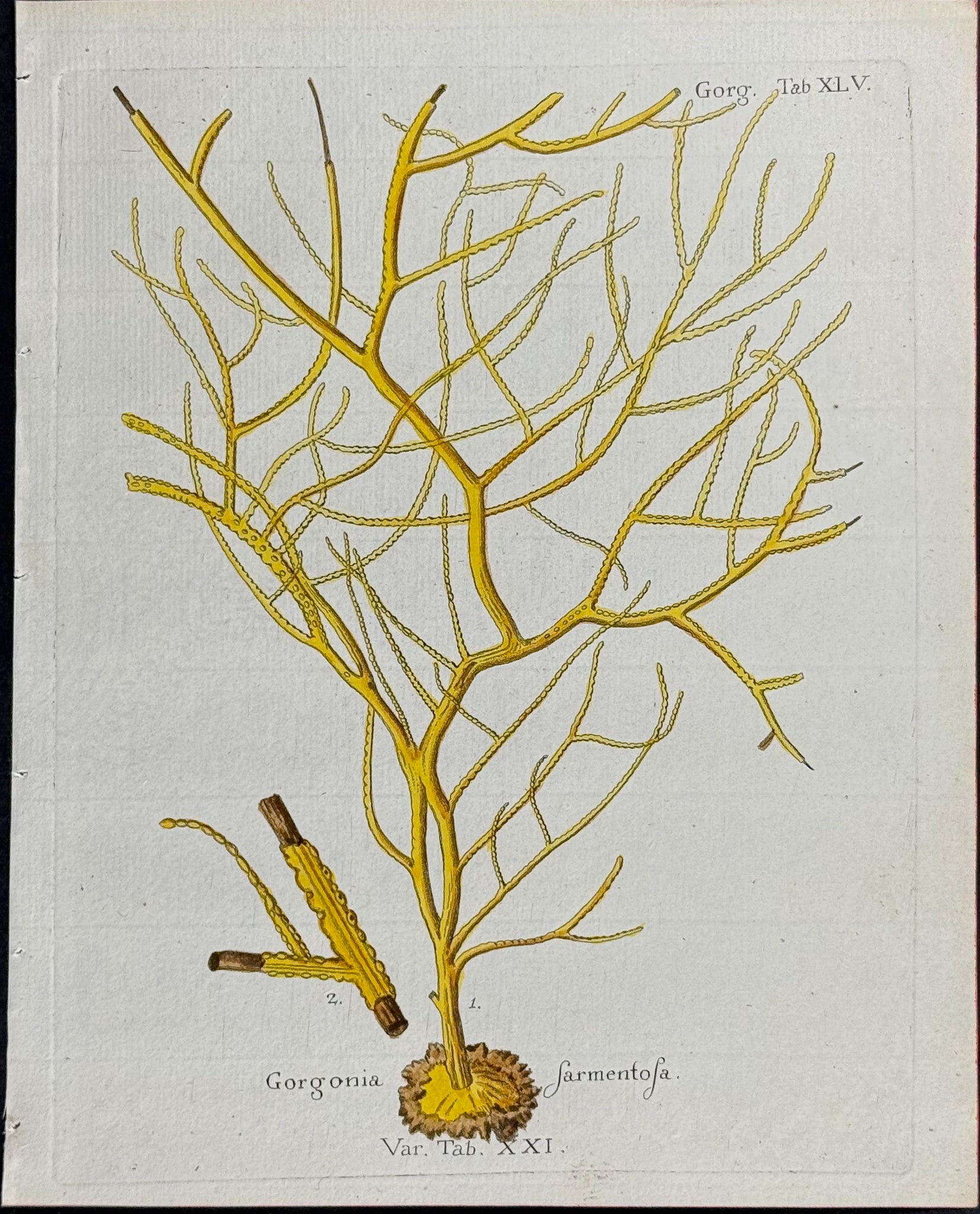 Gorgonia - Sea Fan or Coral or Sea Life