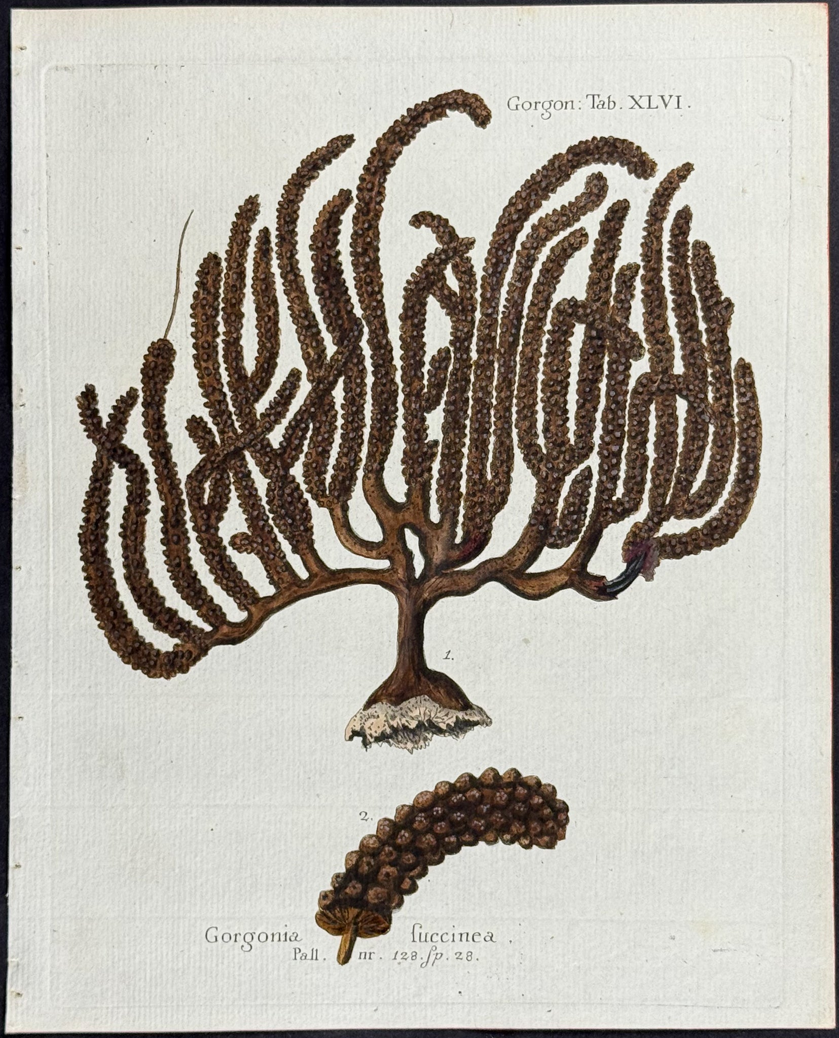 Gorgonia - Sea Fan or Coral or Sea Life