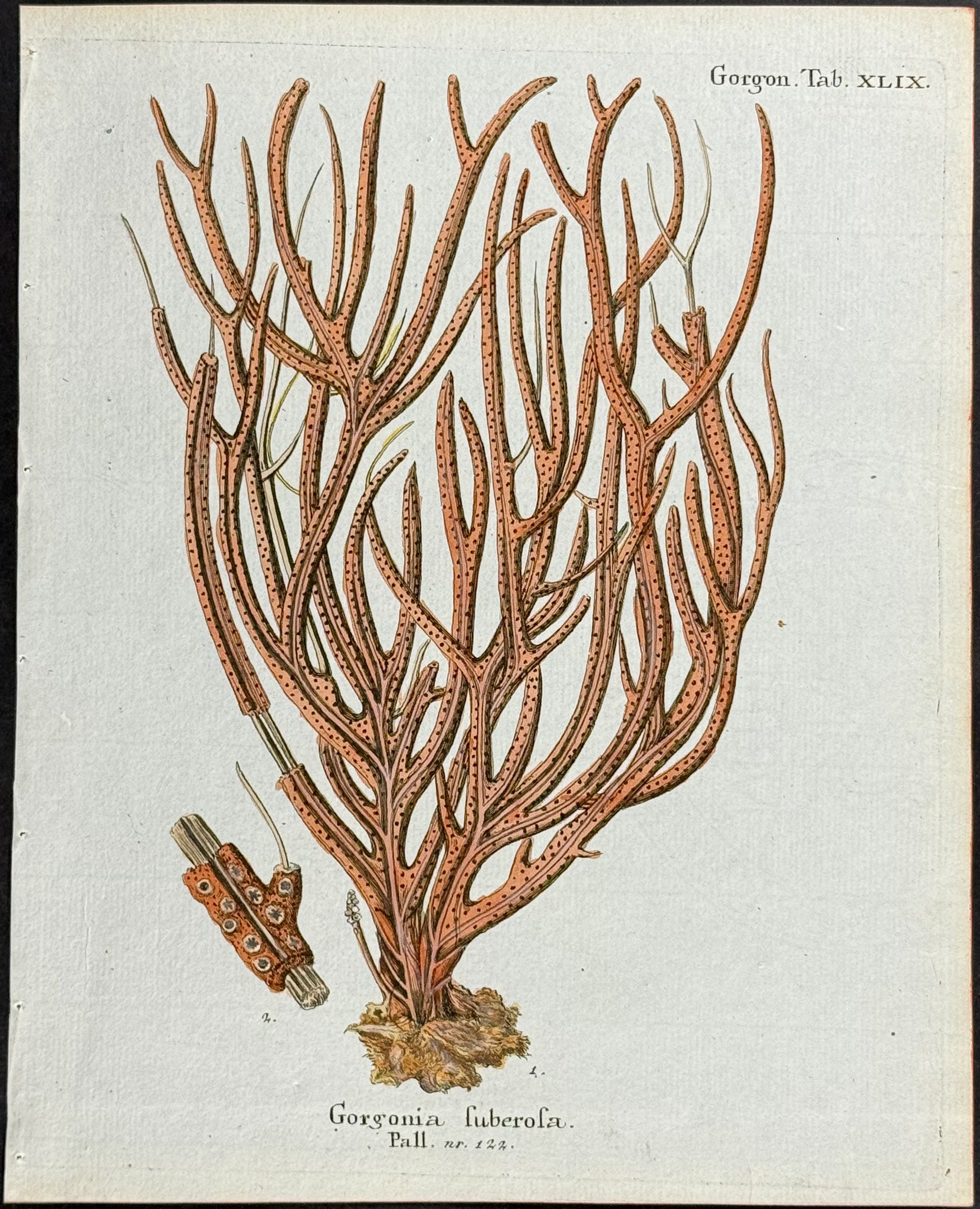 Gorgonia - Sea Fan or Coral or Sea Life