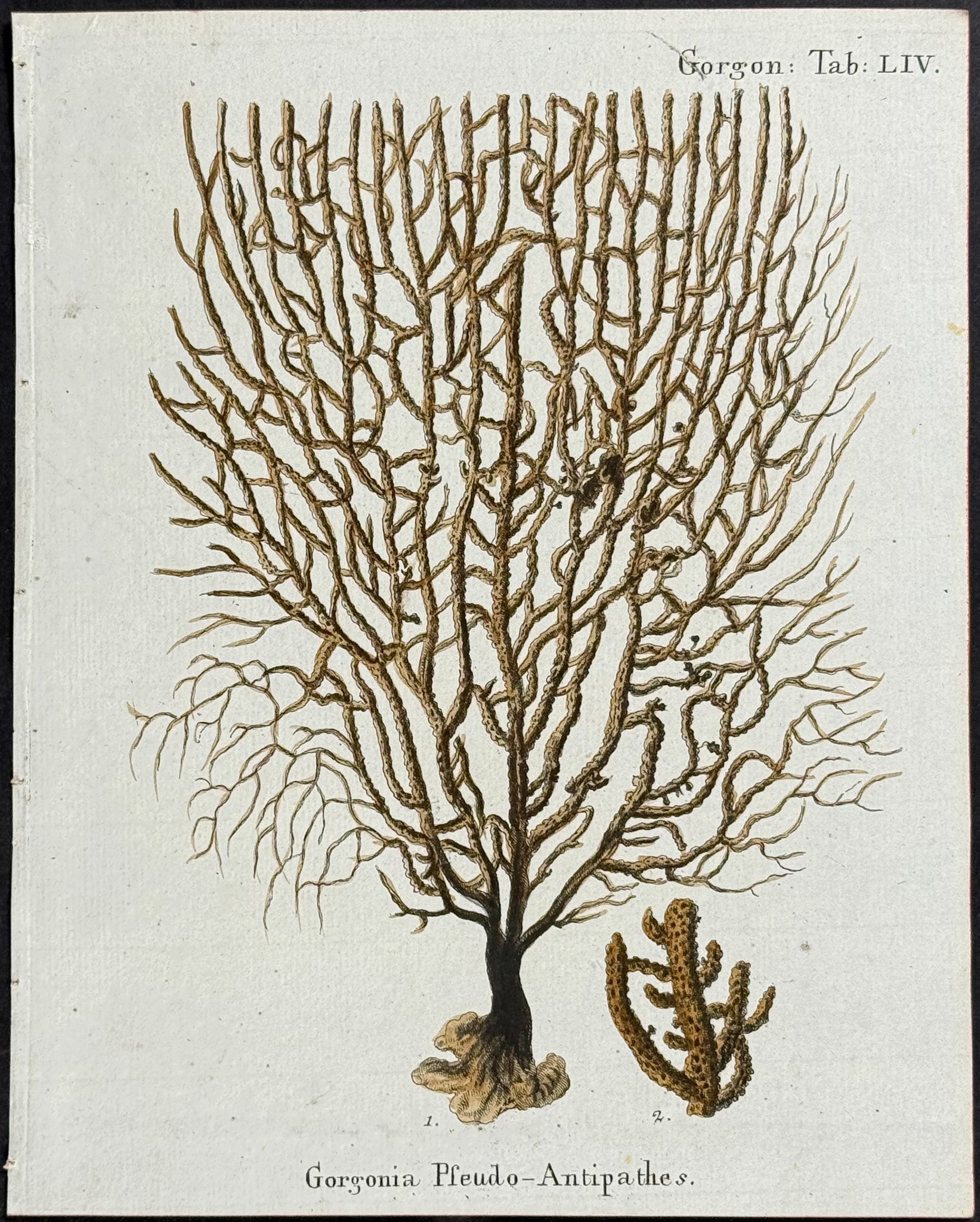 Gorgonia - Sea Fan or Coral or Sea Life