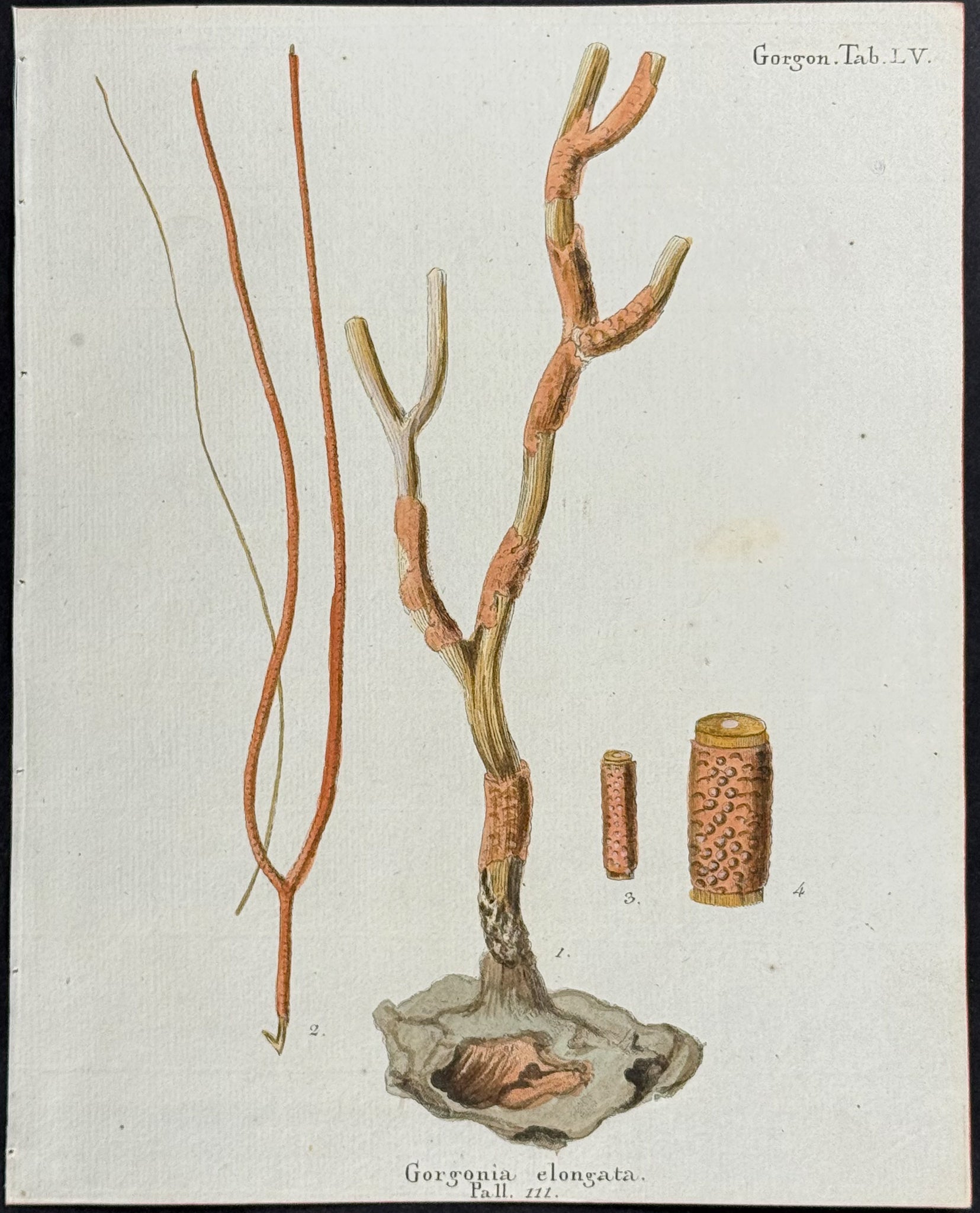 Gorgonia - Sea Fan or Coral or Sea Life