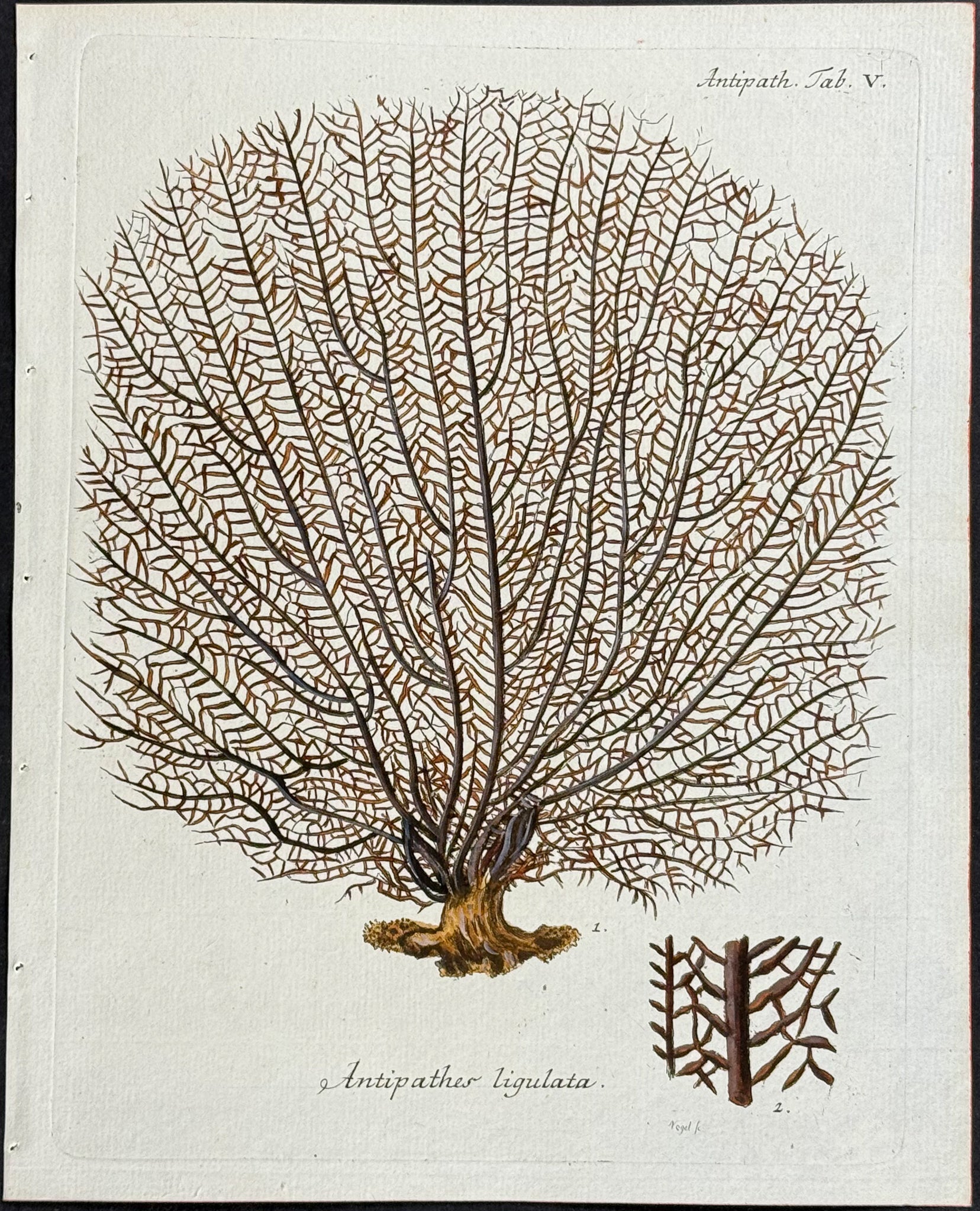 Antipathes - Coral or Sea Life