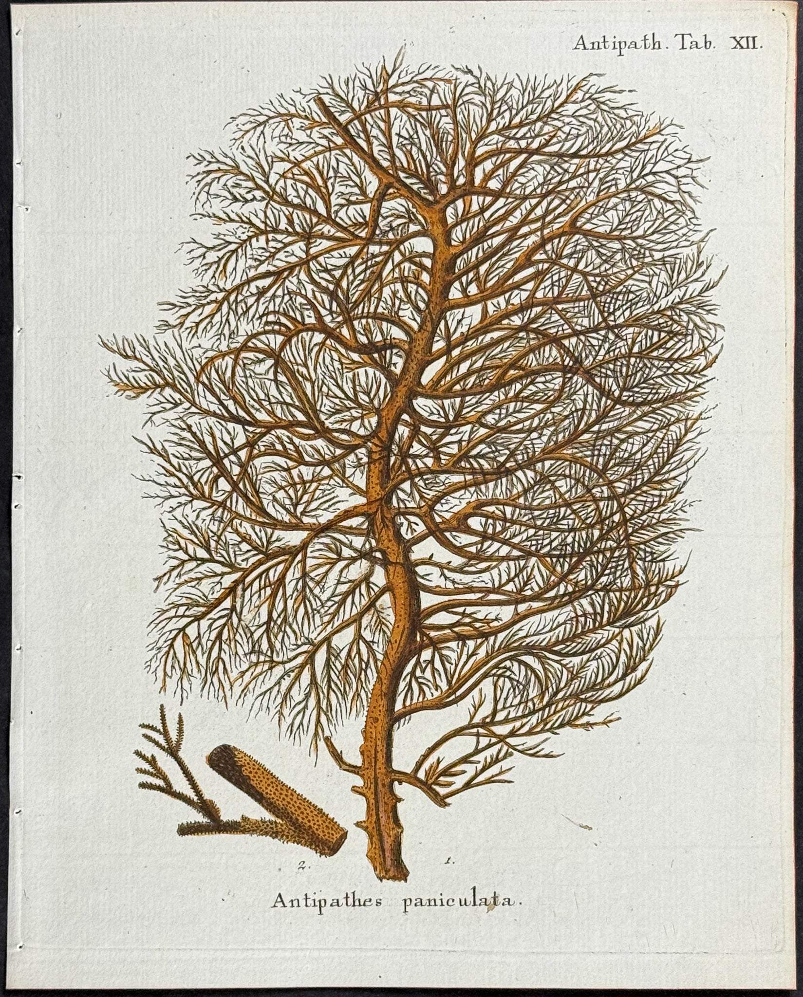 Antipathes - Coral or Sea Life