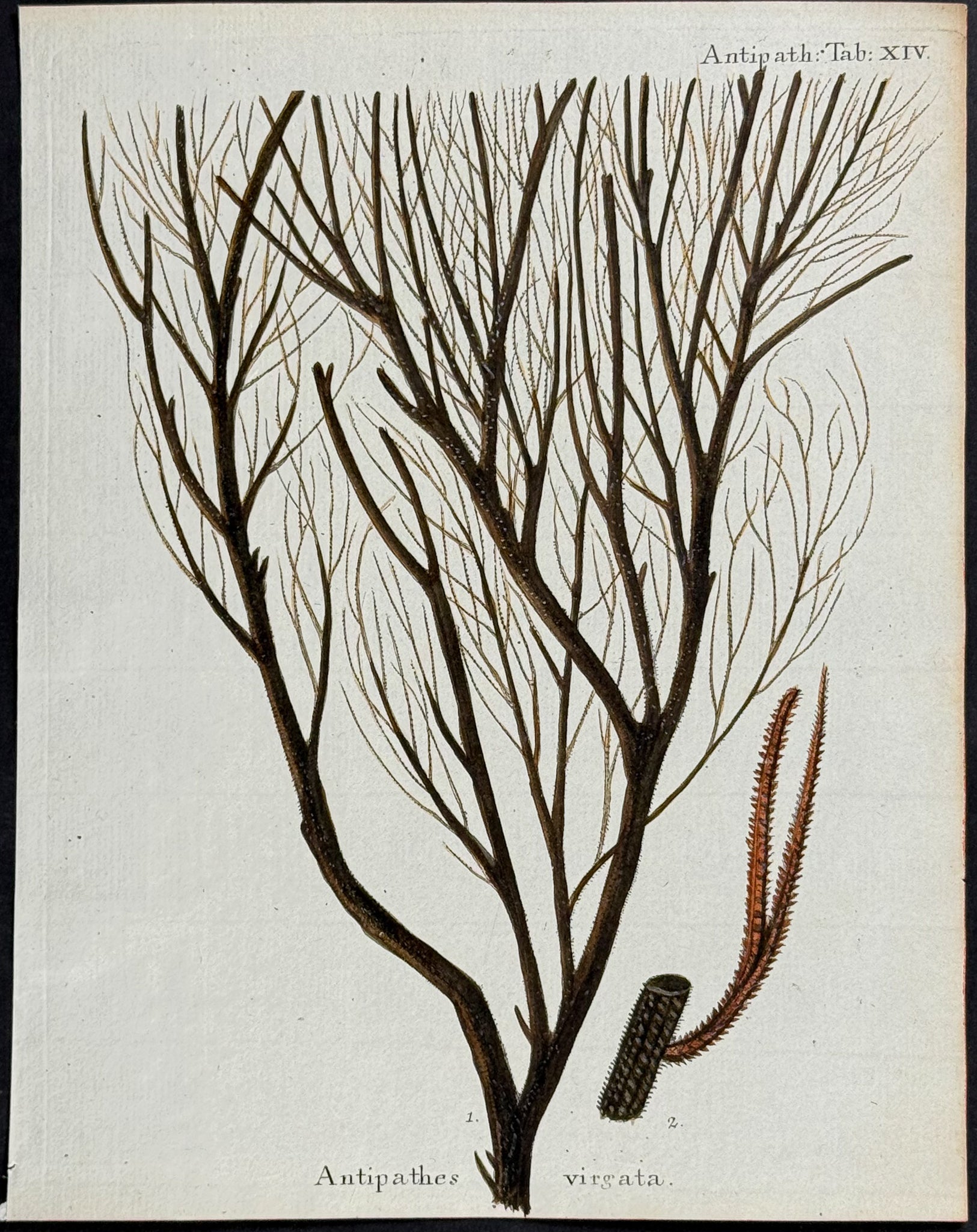 Antipathes - Coral or Sea Life