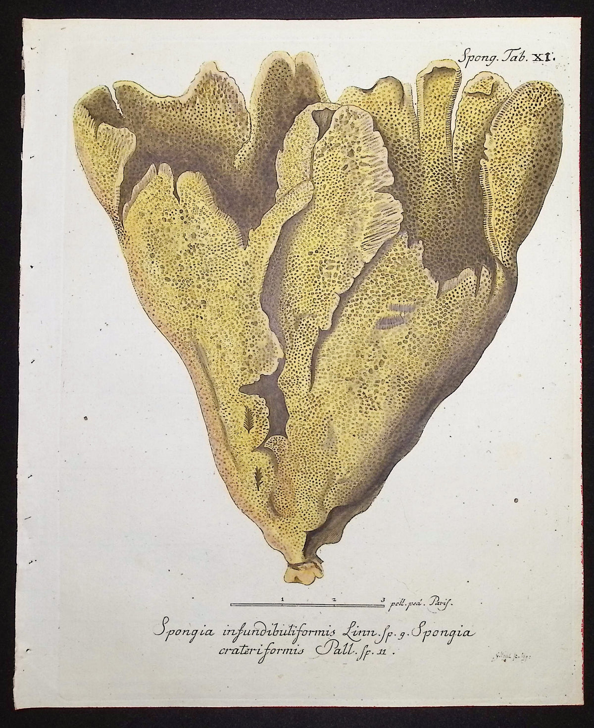 Spongia - Sea Sponge