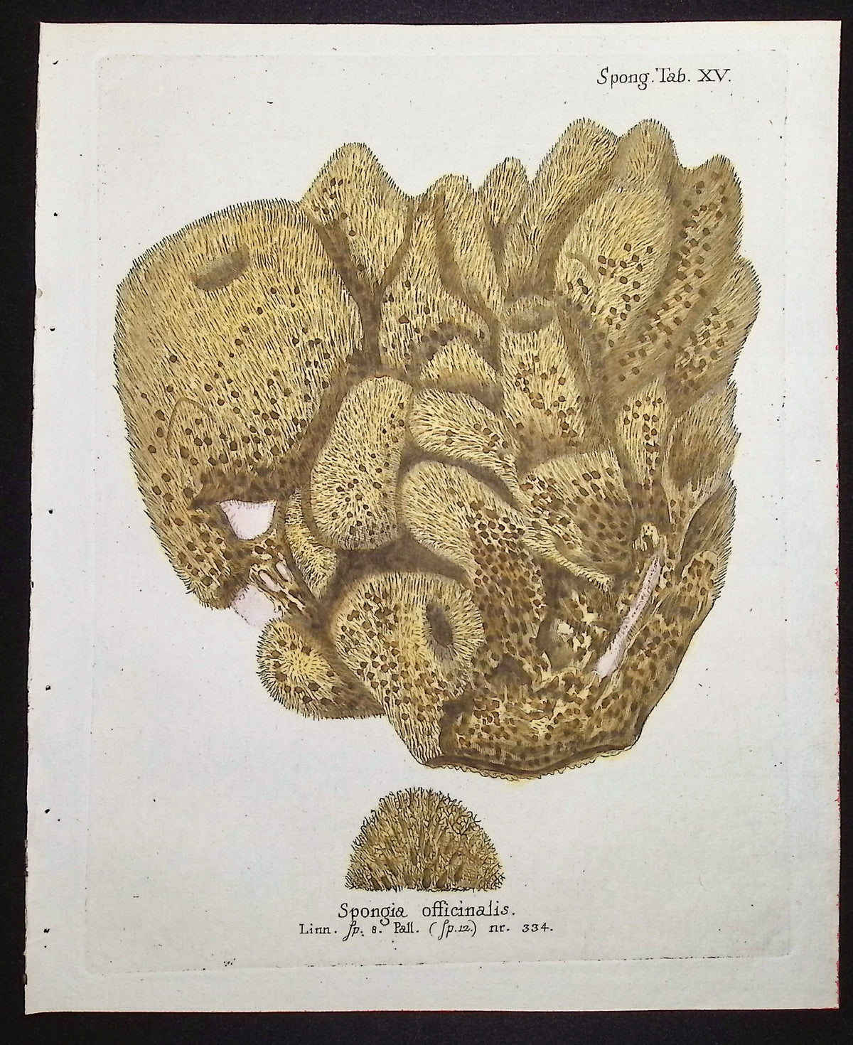 Spongia - Sea Sponge