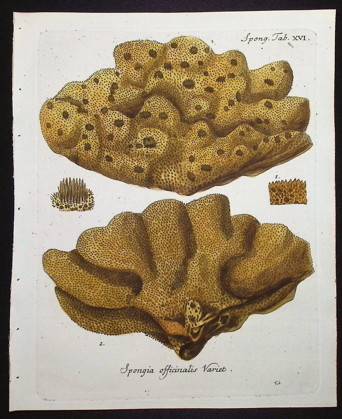 Spongia - Sea Sponge