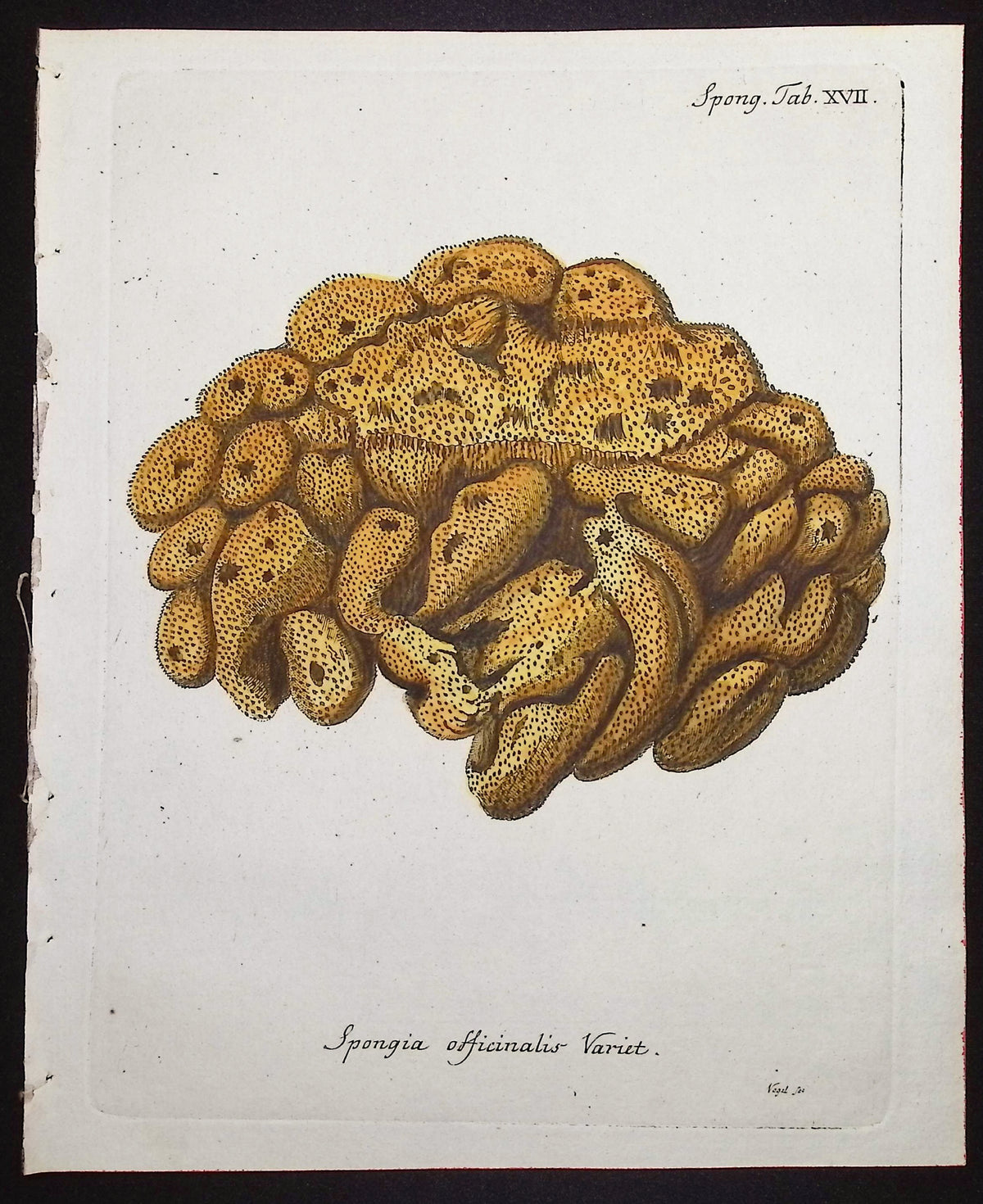 Spongia - Sea Sponge