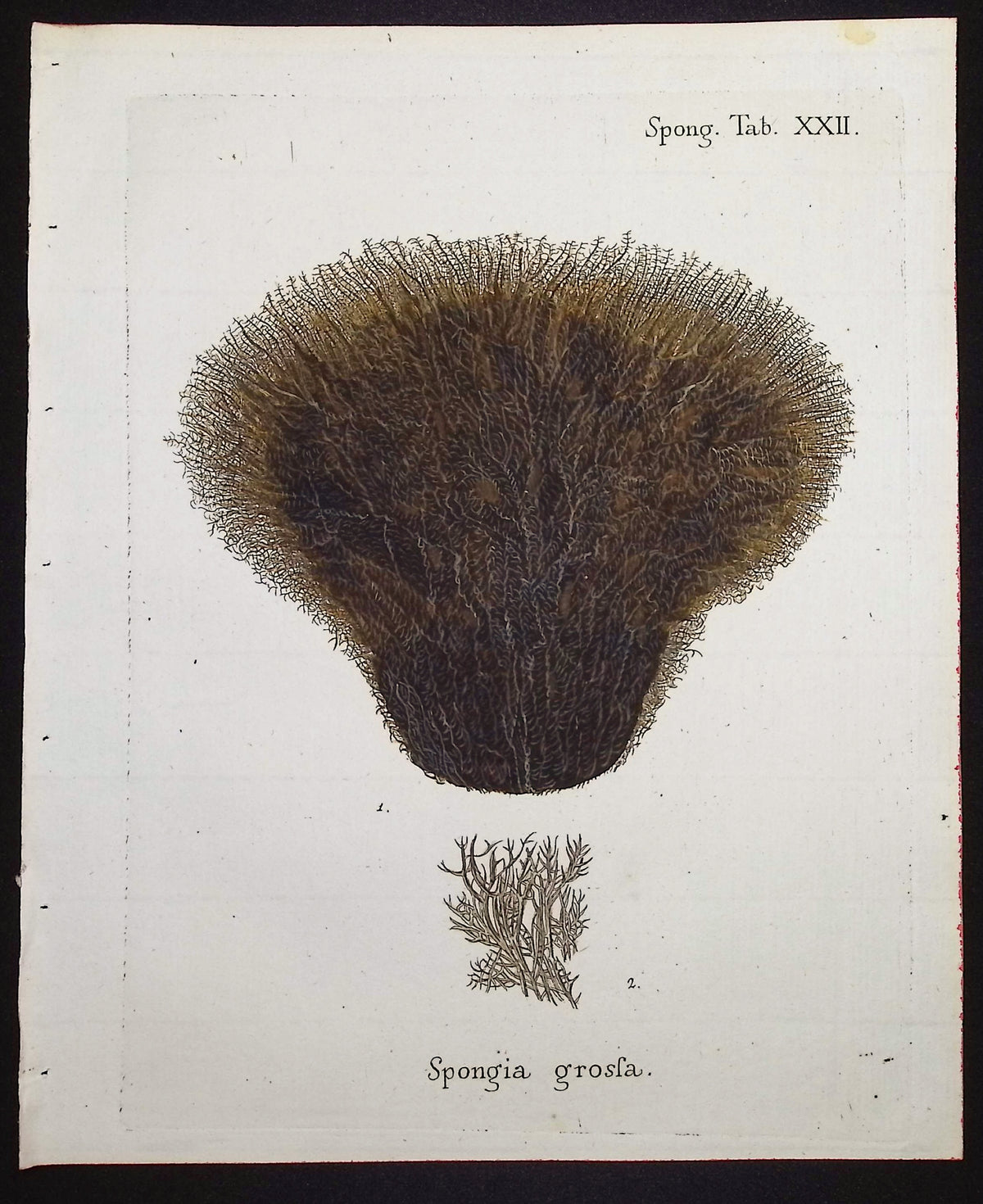 Spongia - Sea Sponge