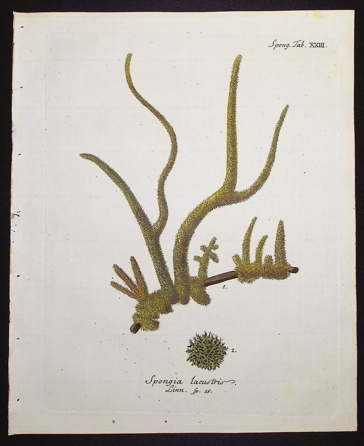 Spongia - Sea Sponge