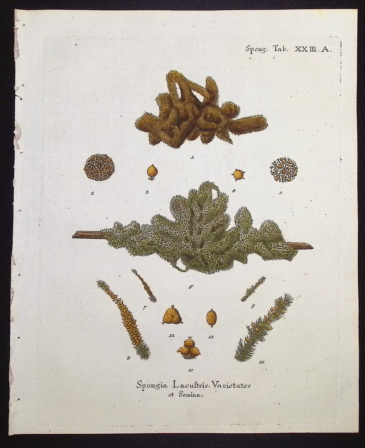 Spongia - Sea Sponge