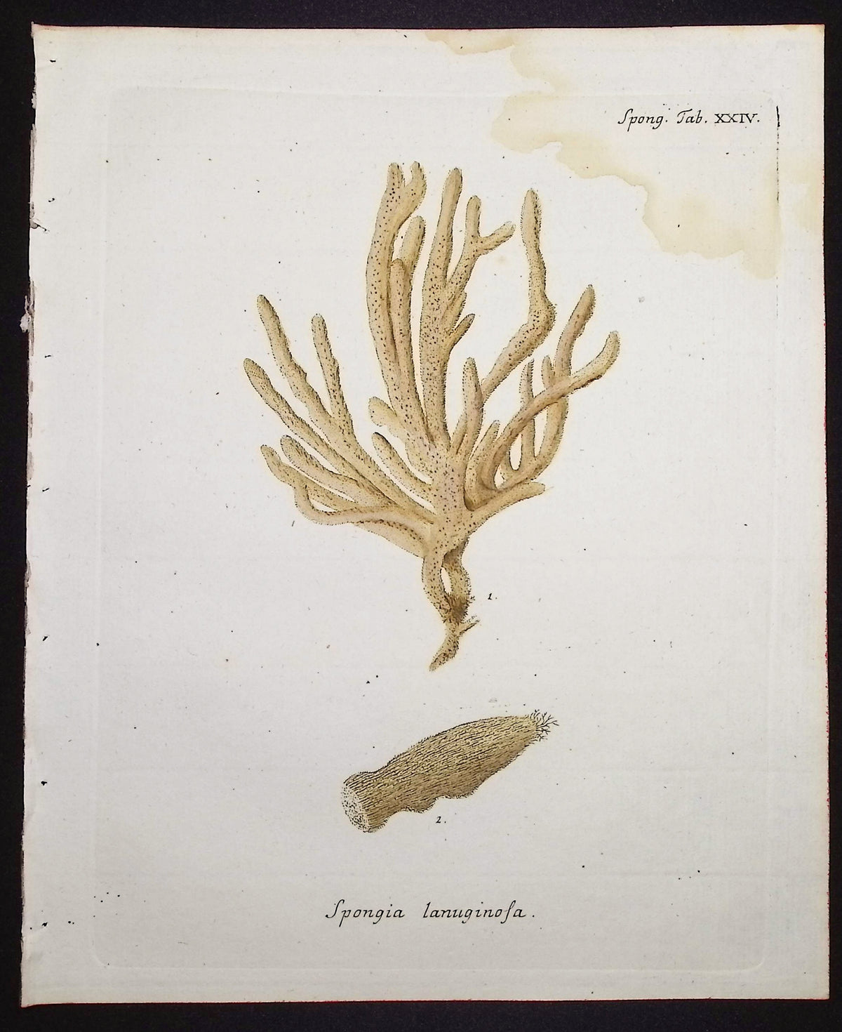 Spongia - Sea Sponge