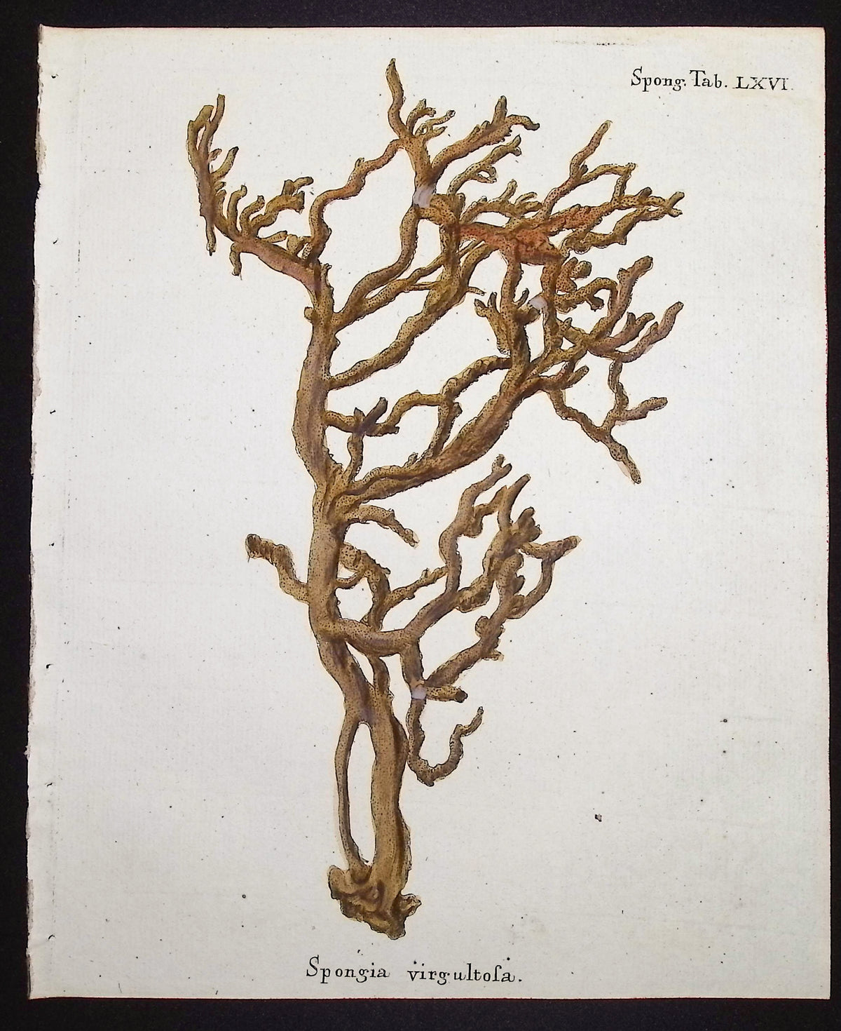 Spongia - Sea Sponge
