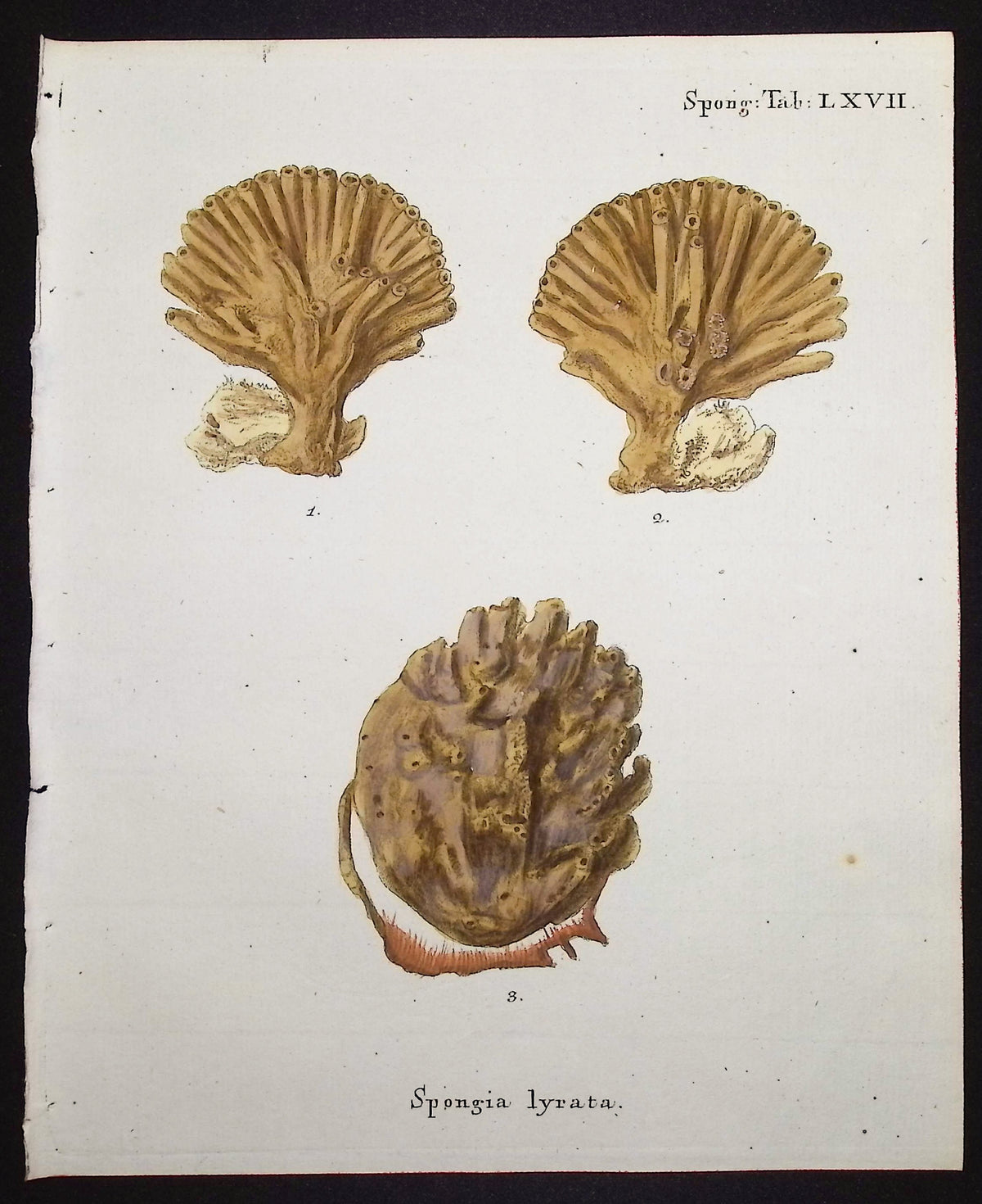 Spongia - Sea Sponge