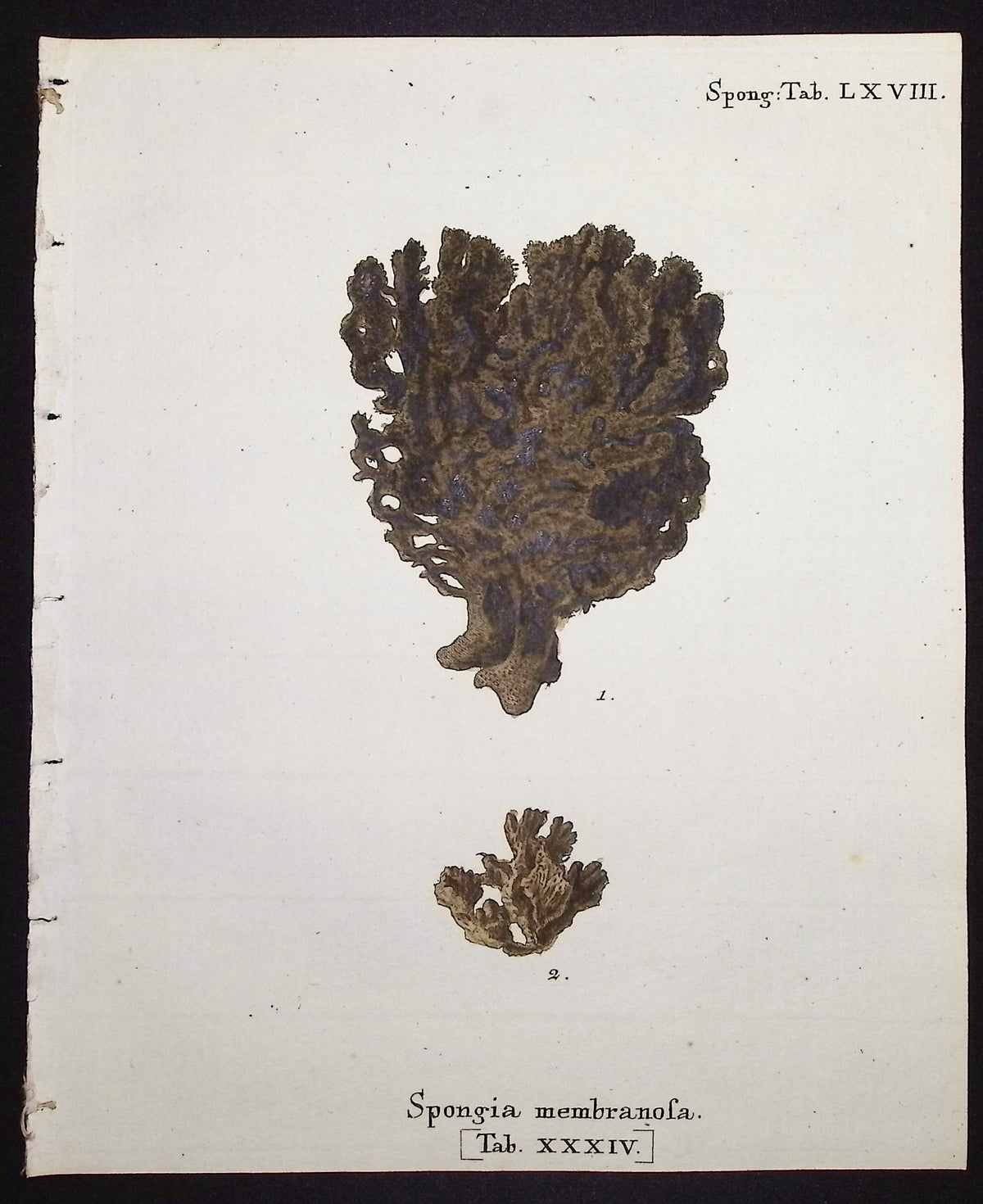 Spongia - Sea Sponge