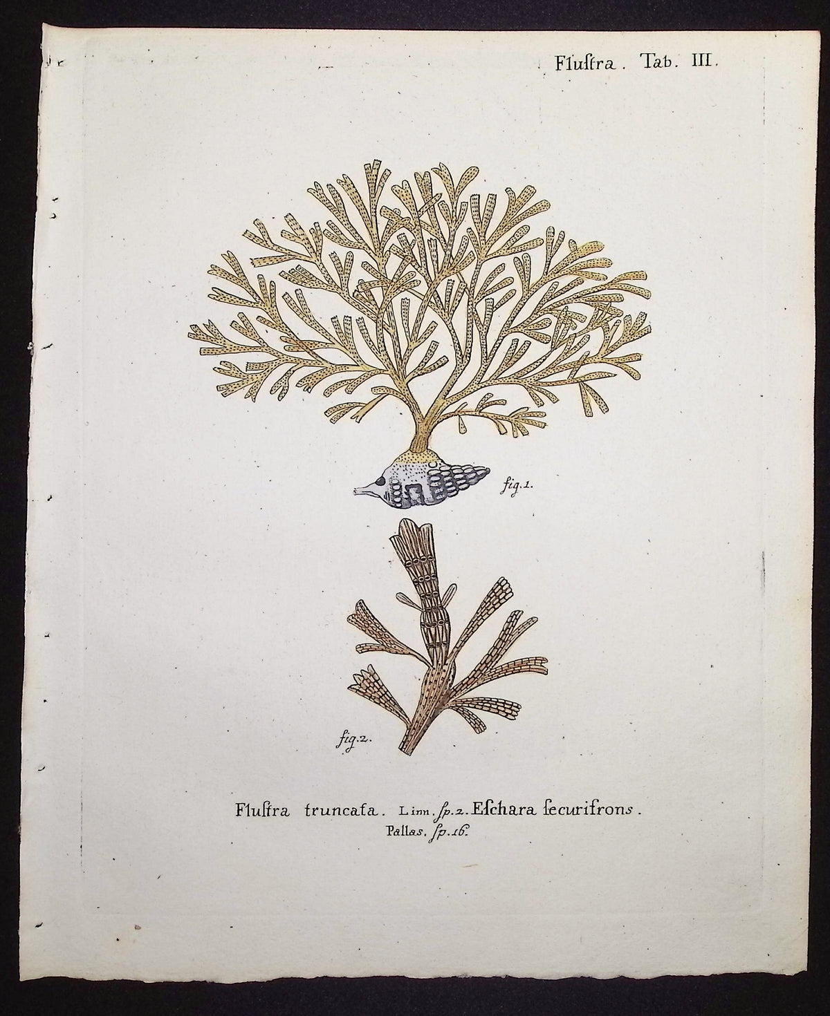 Flustra - Sea Fan or Coral