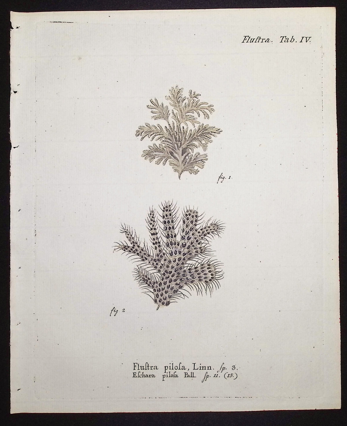 Flustra - Sea Fan or Coral