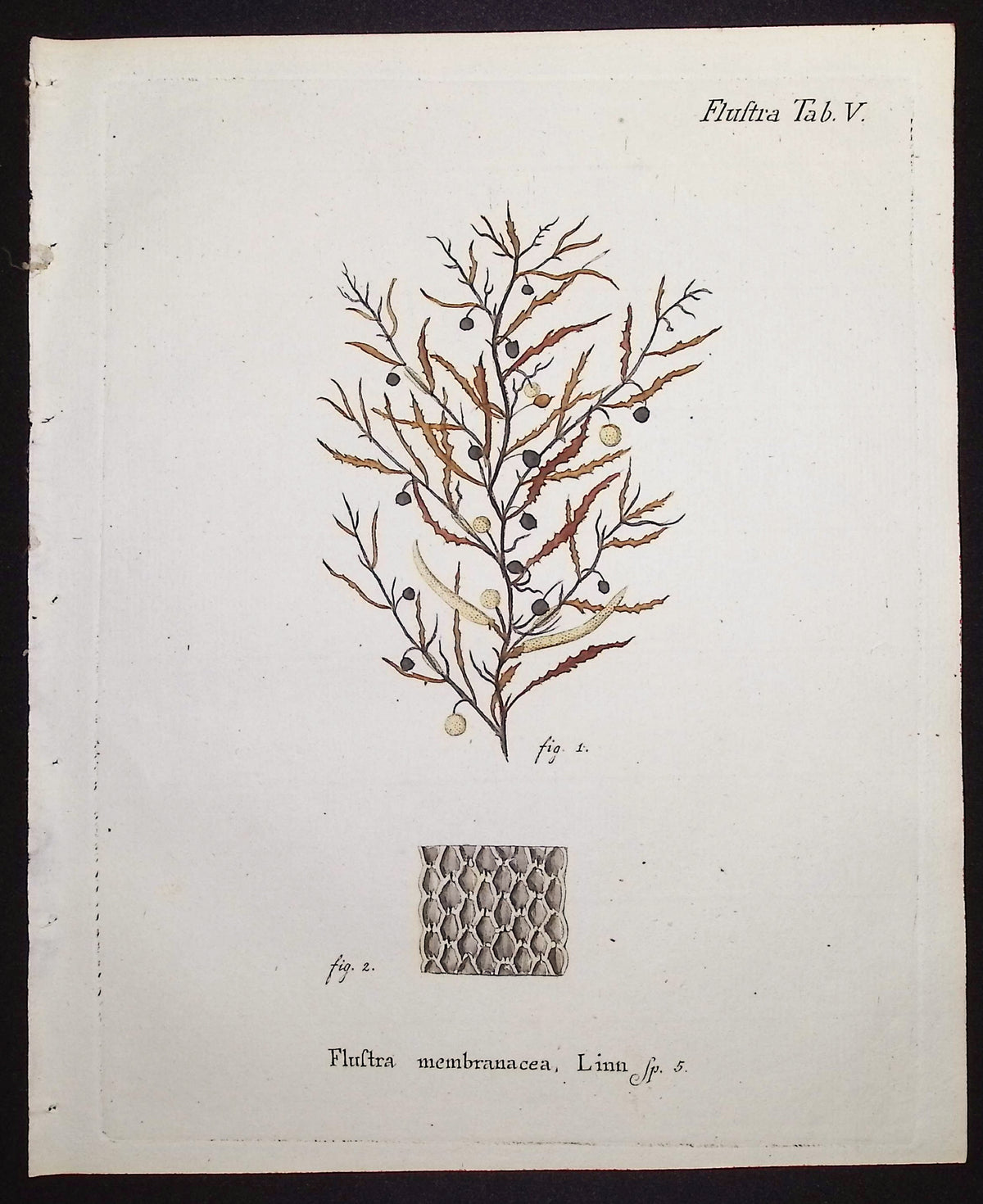 Flustra - Sea Fan or Coral