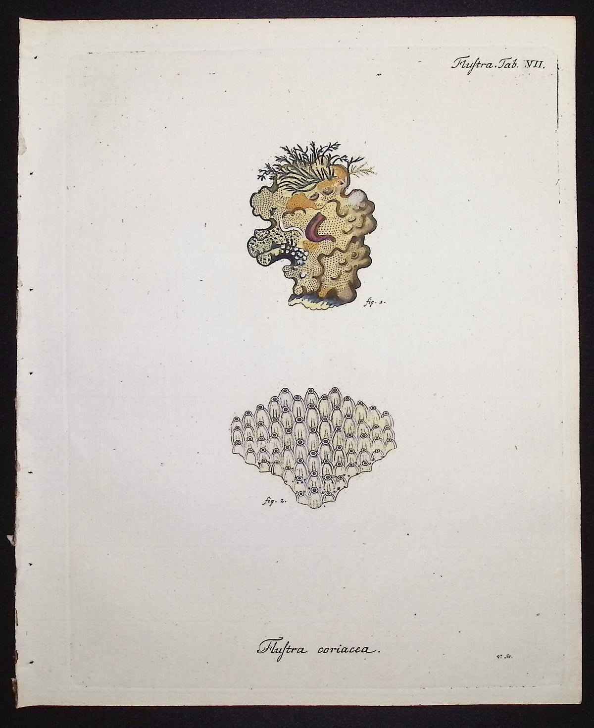 Flustra - Sea Fan or Coral