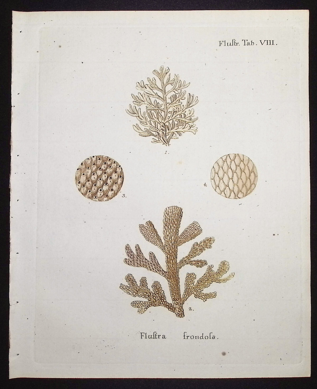 Flustra - Sea Fan or Coral