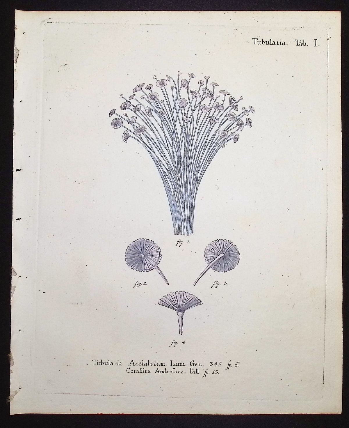 Tubularia - Sea Life
