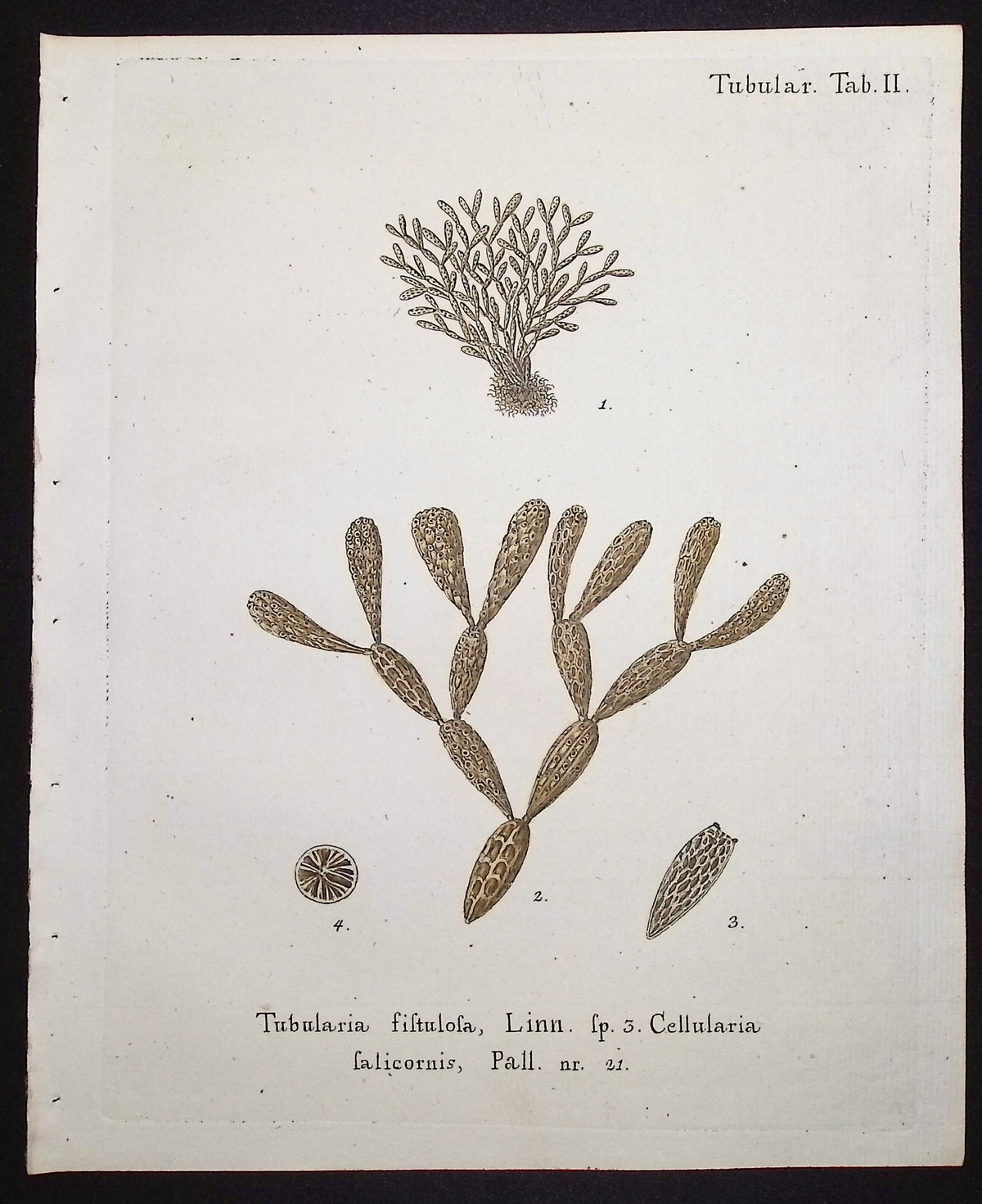 Tubularia - Sea Fan or Coral