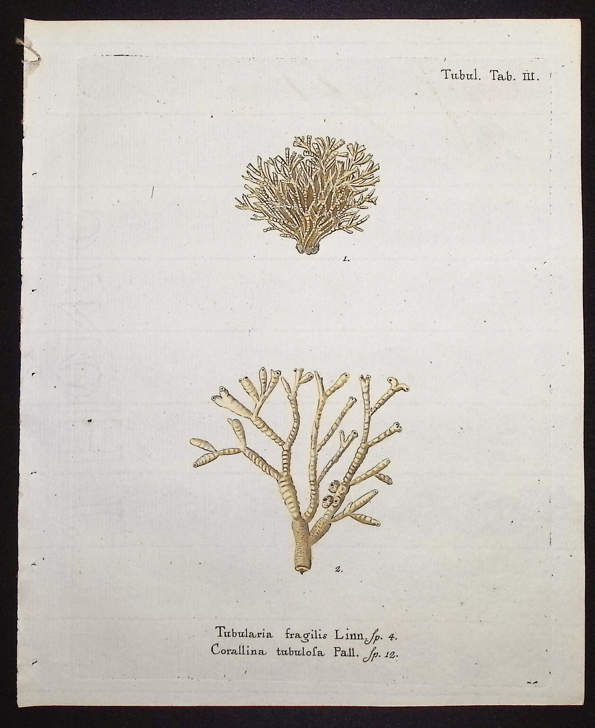Tubularia - Sea Fan or Coral