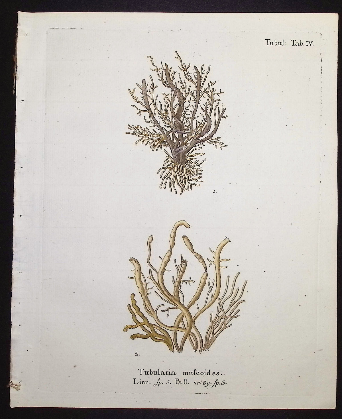 Tubularia - Sea Fan or Coral