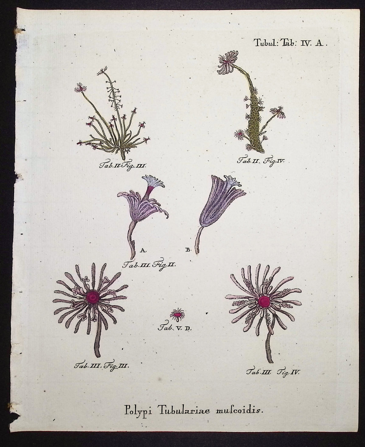 Tubularia - Sea Fan or Coral