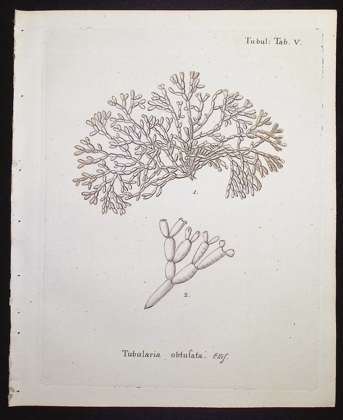 Tubularia - Sea Fan or Coral